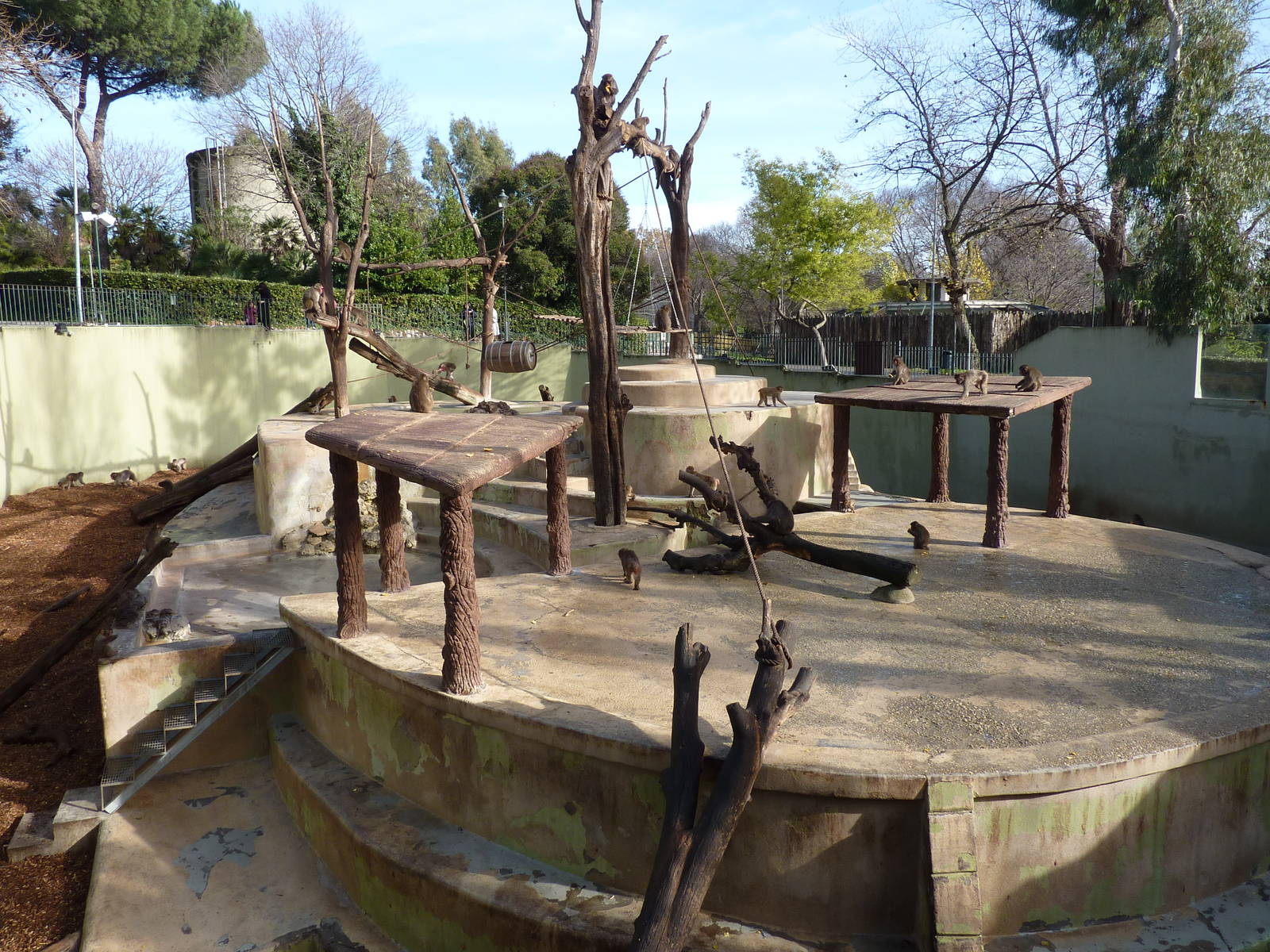 Bioparco Roma - Japanese macaques