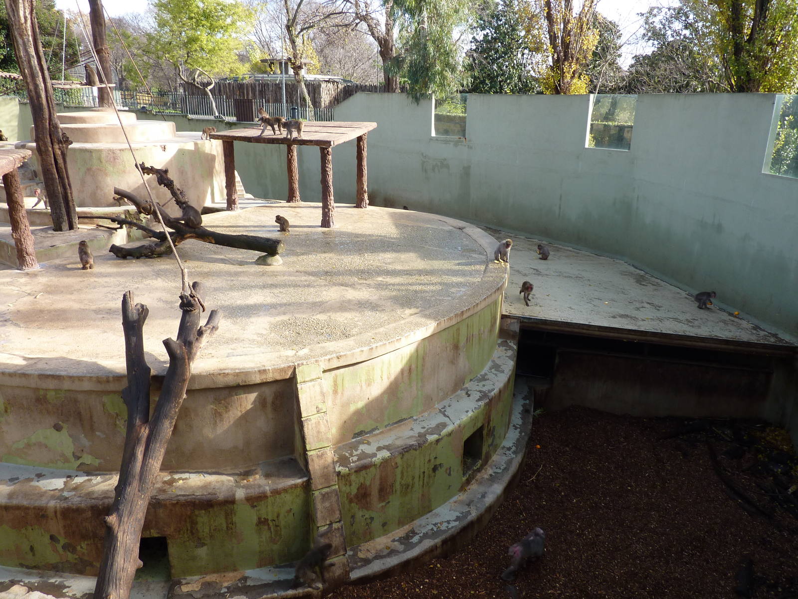 Bioparco Roma - Japanese macaques