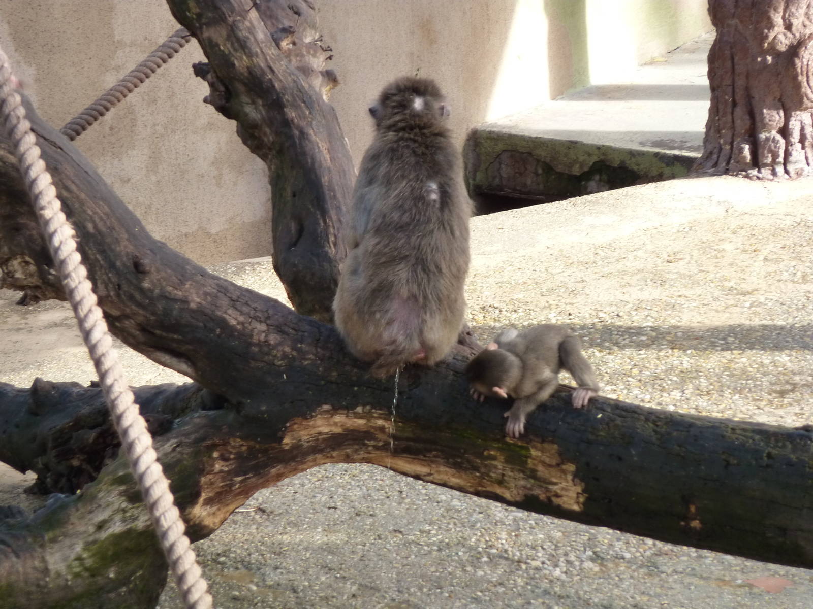 Bioparco Roma - Japanese macaques