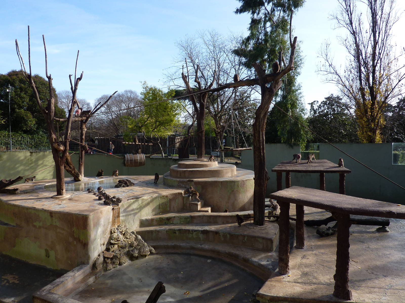 Bioparco Roma - Japanese macaques