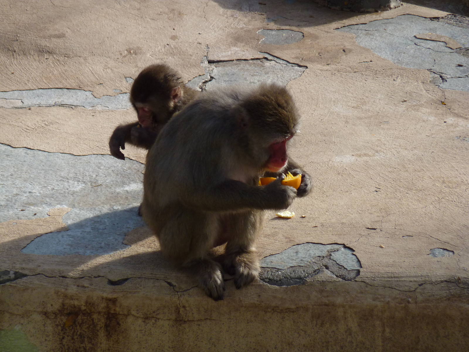Bioparco Roma - Japanese macaques