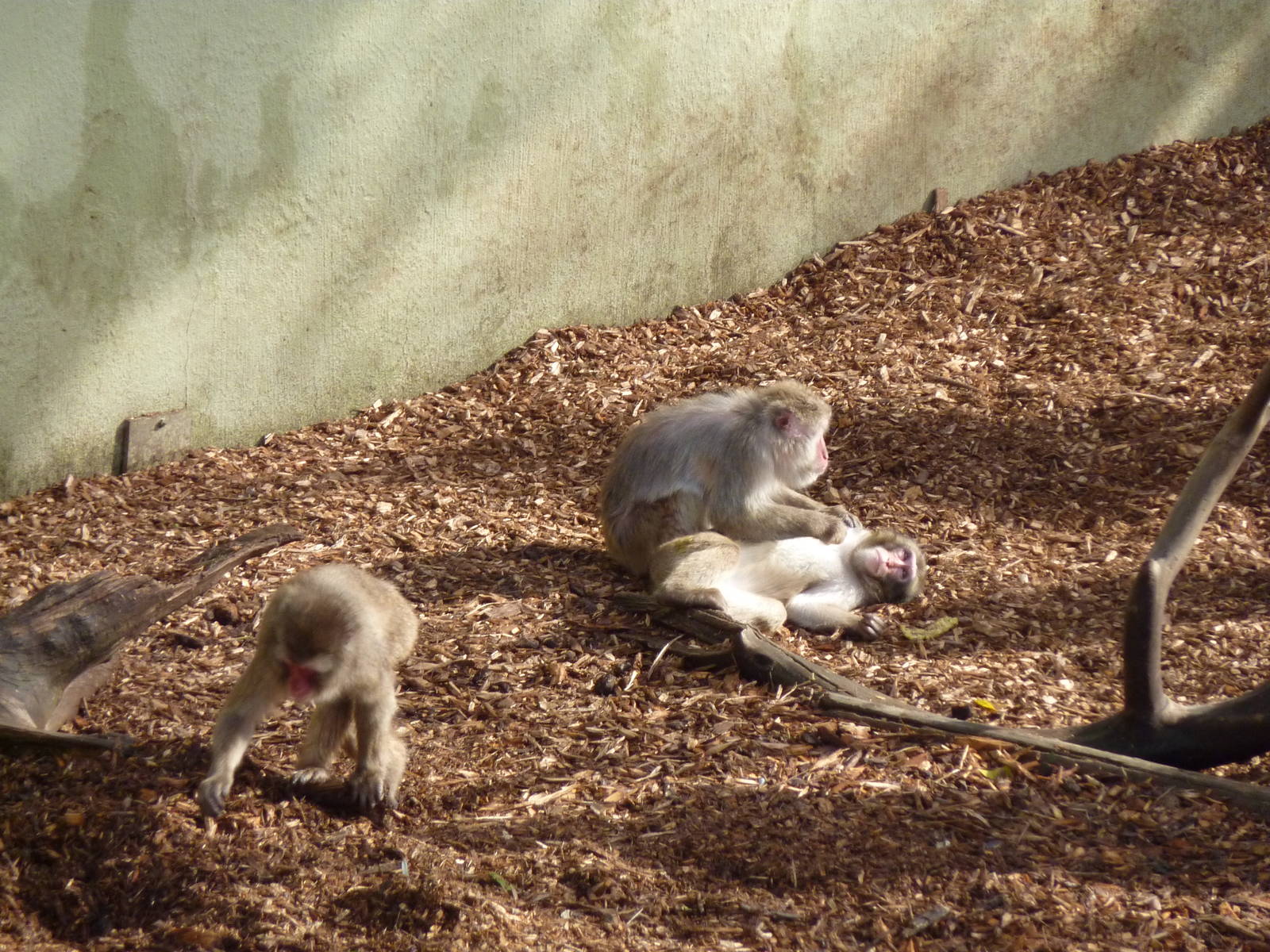 Bioparco Roma - Japanese macaques