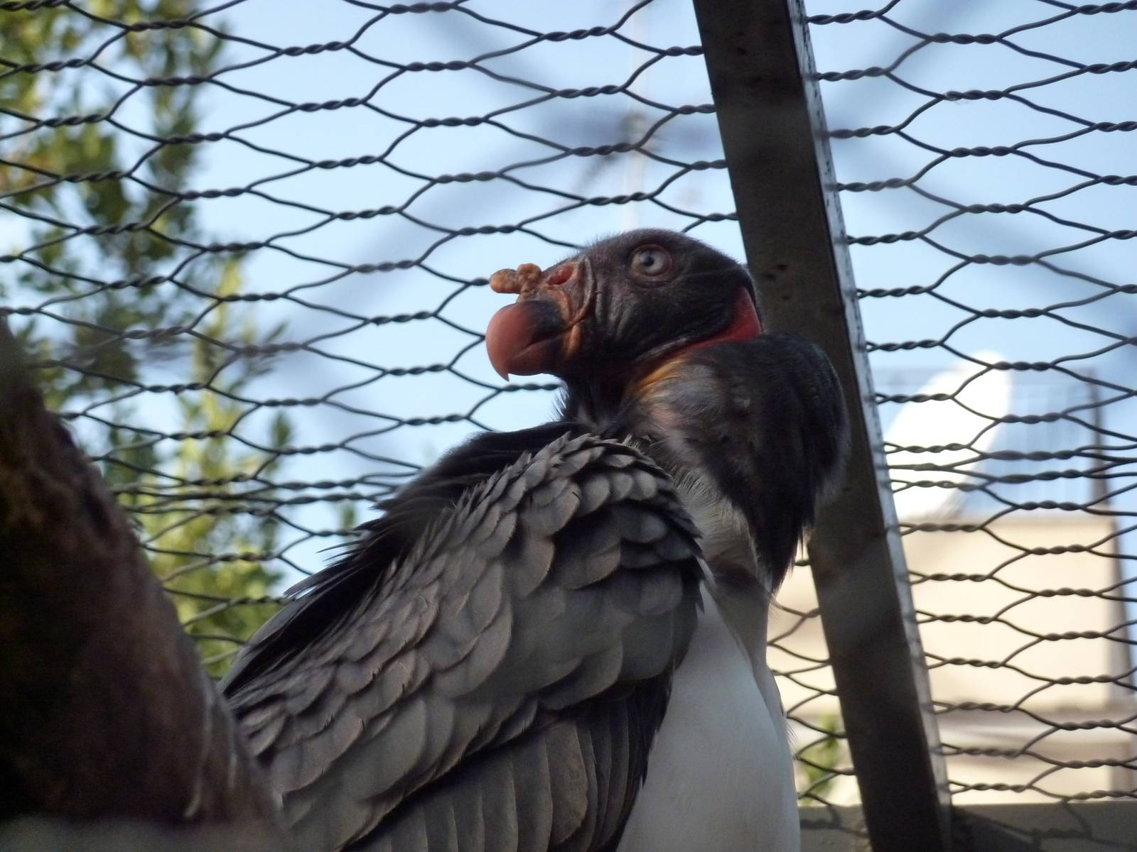 Bioparco Roma - King vulture