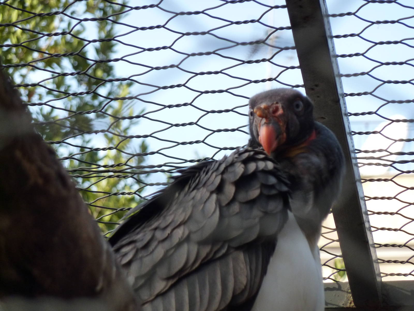 Bioparco Roma - King vulture