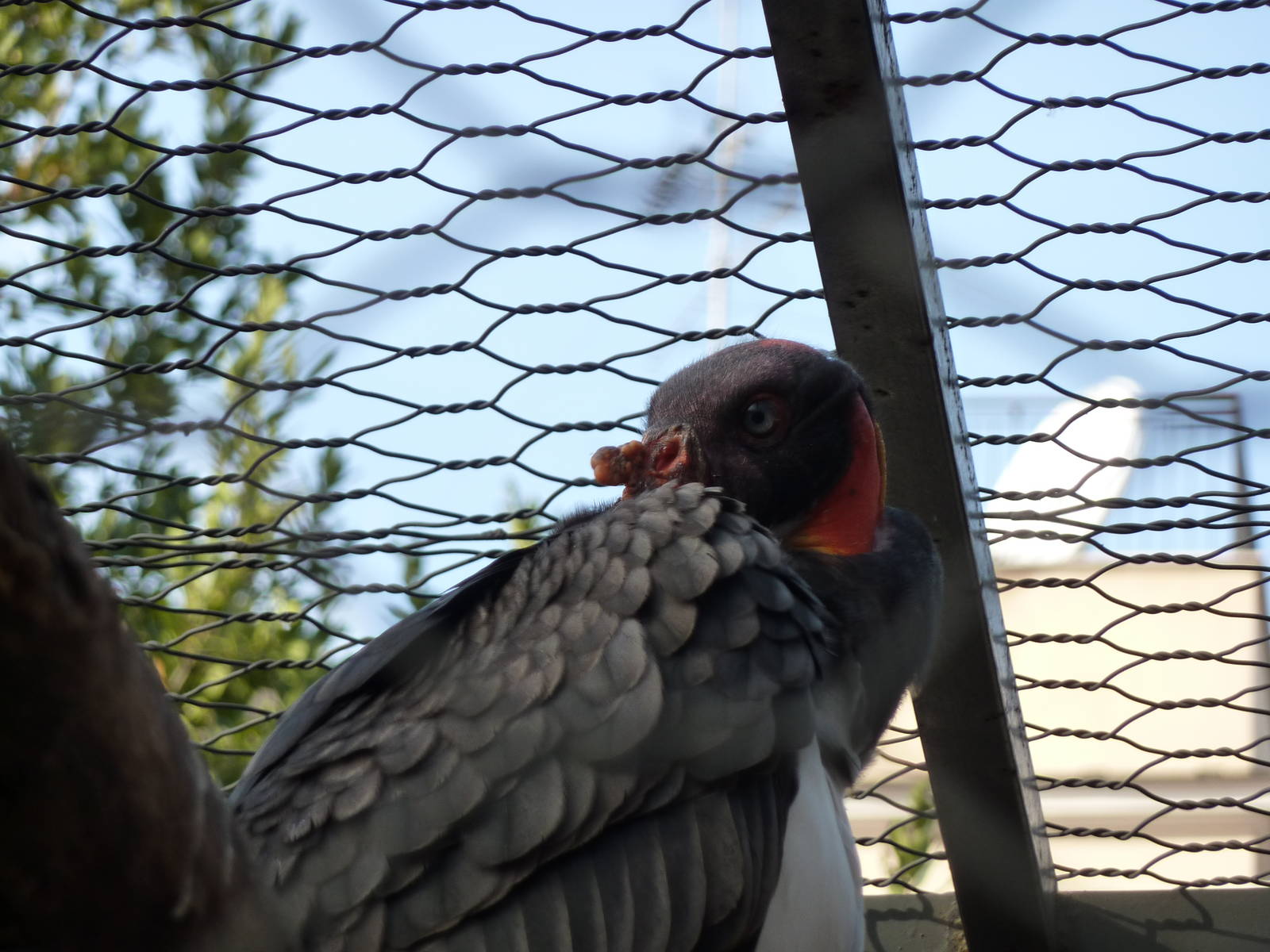 Bioparco Roma - King vulture