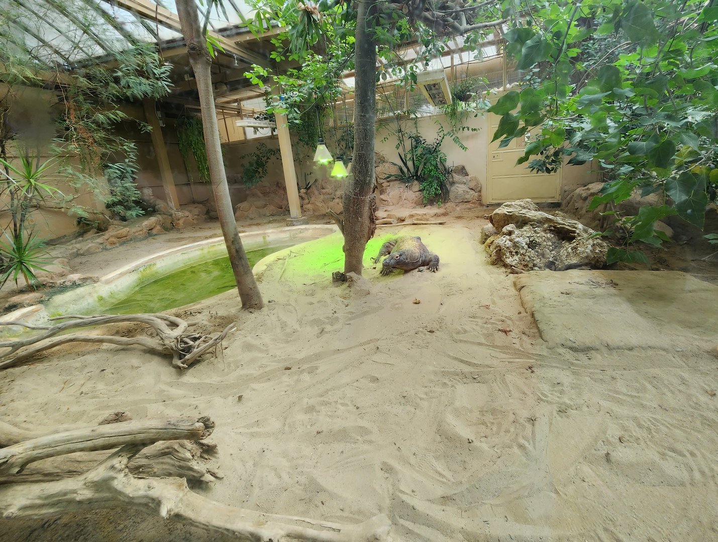 Bioparco Roma - Komodo Dragon exhibit