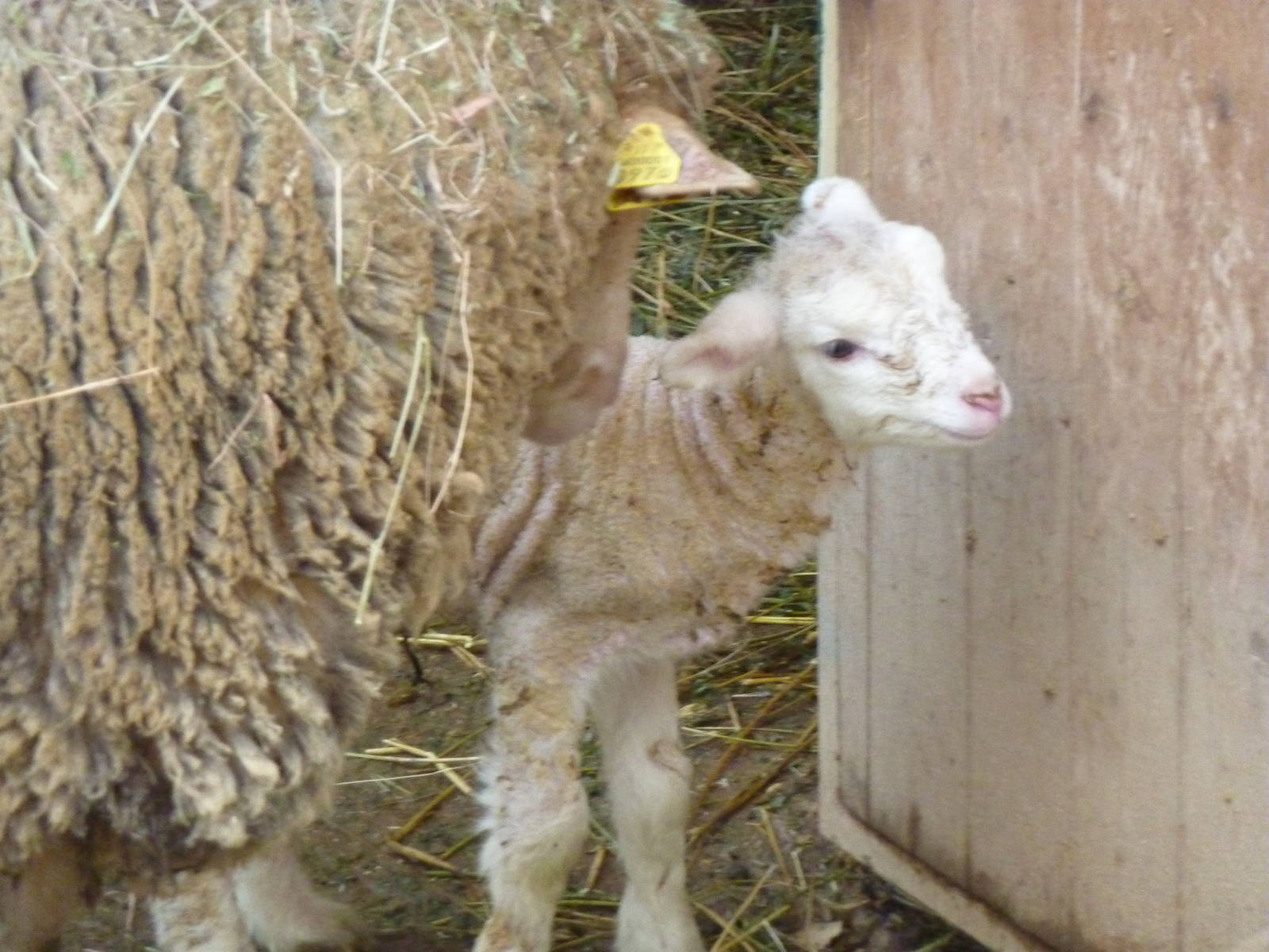 Bioparco Roma - Lamb