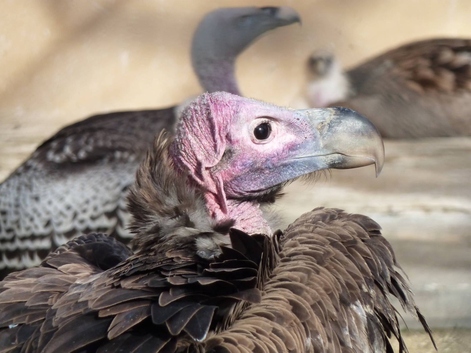 Bioparco Roma - Lappet-faced and Griffon vultures