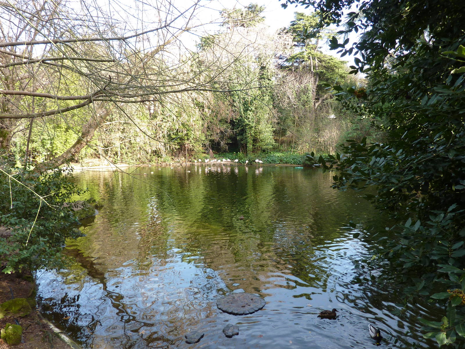 Bioparco Roma - Large ponds