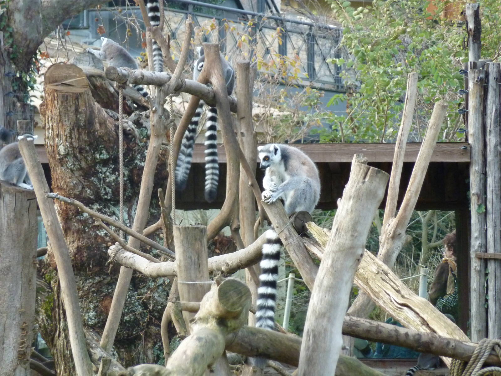Bioparco Roma - Lemurs
