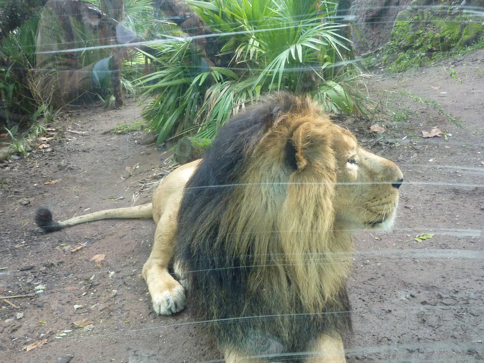 Bioparco Roma - Lion