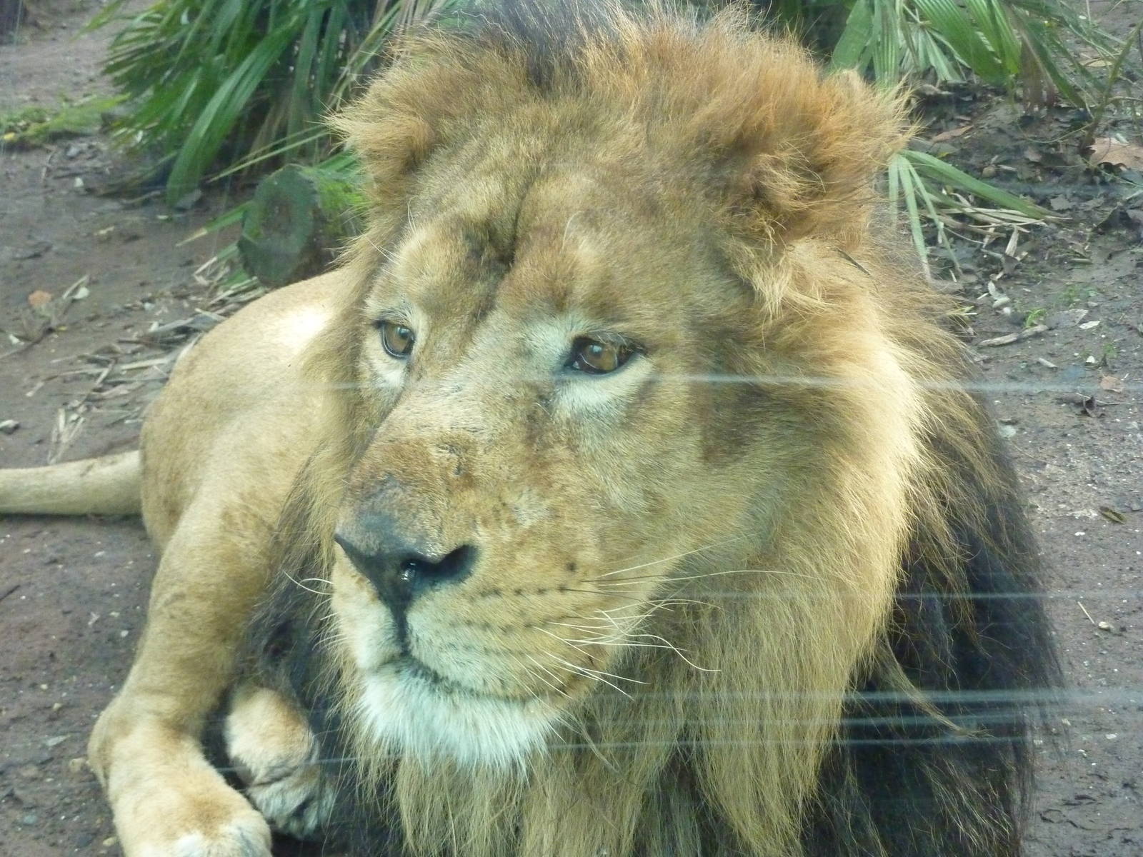 Bioparco Roma - Lion