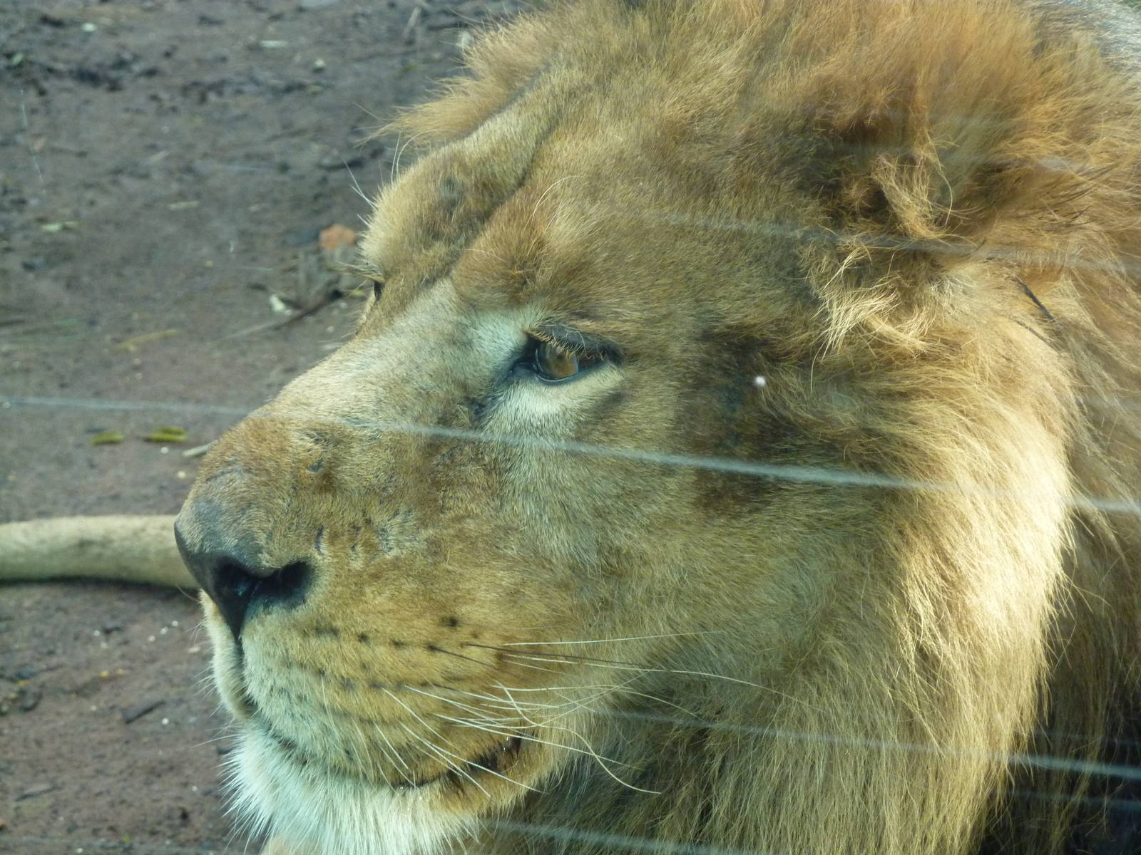Bioparco Roma - Lion