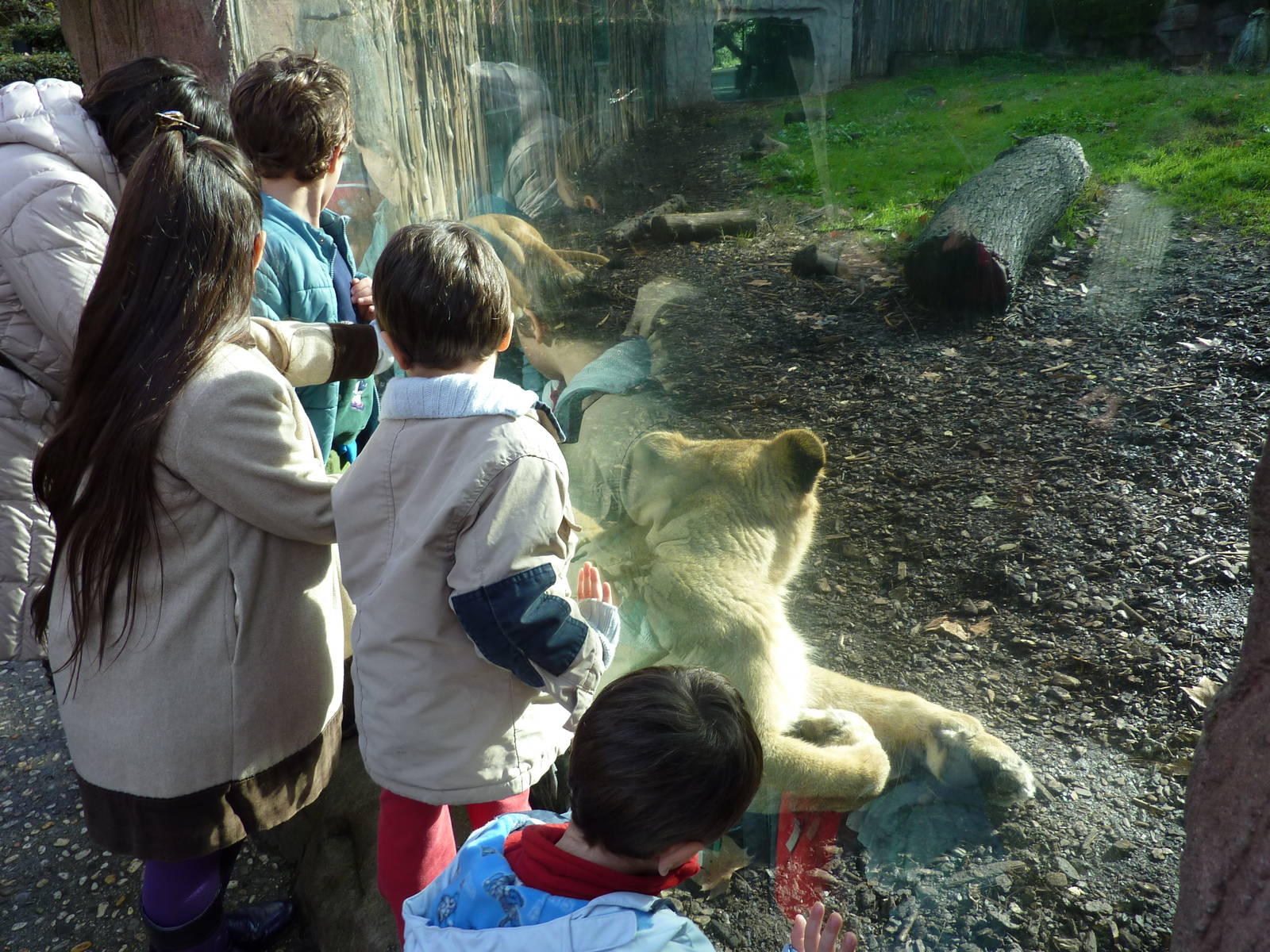 Bioparco Roma - Lioness