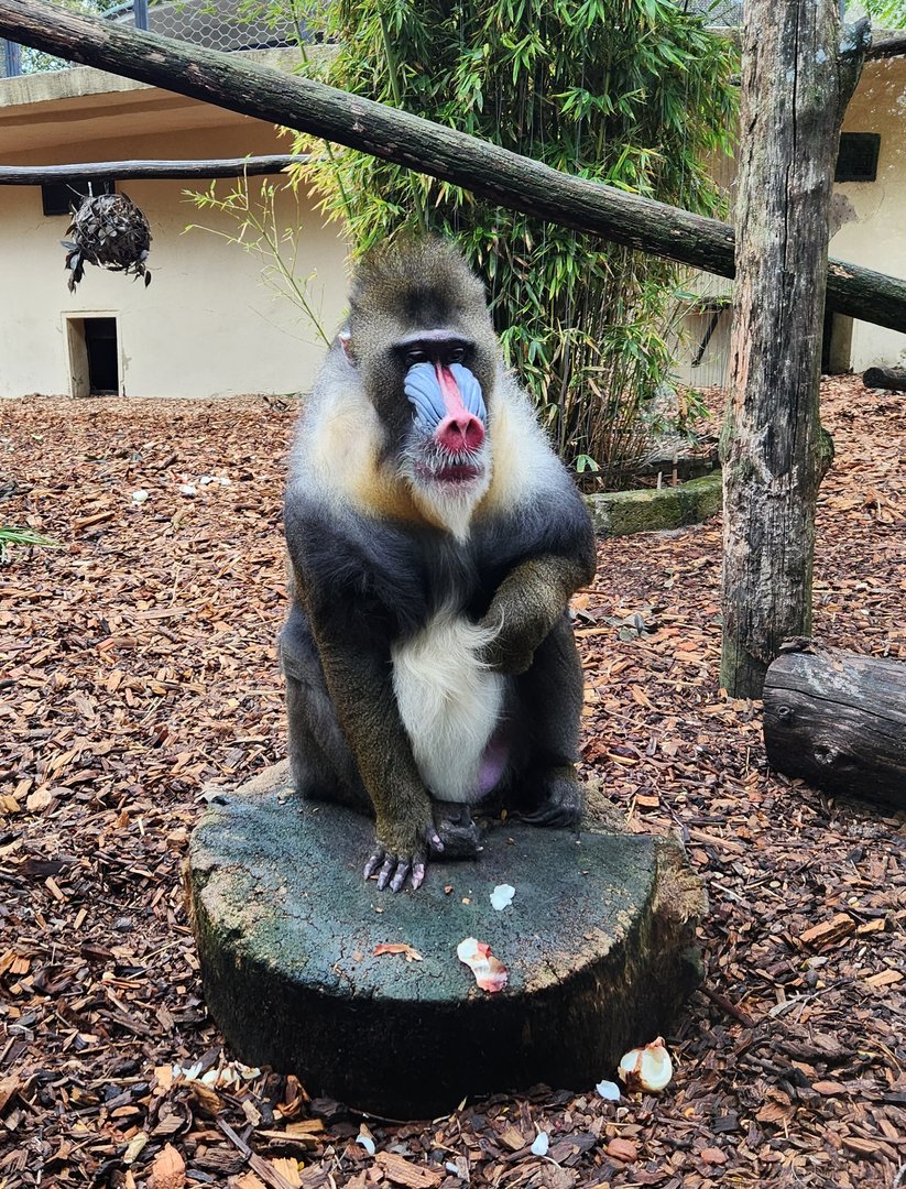 Bioparco Roma - Mandrill