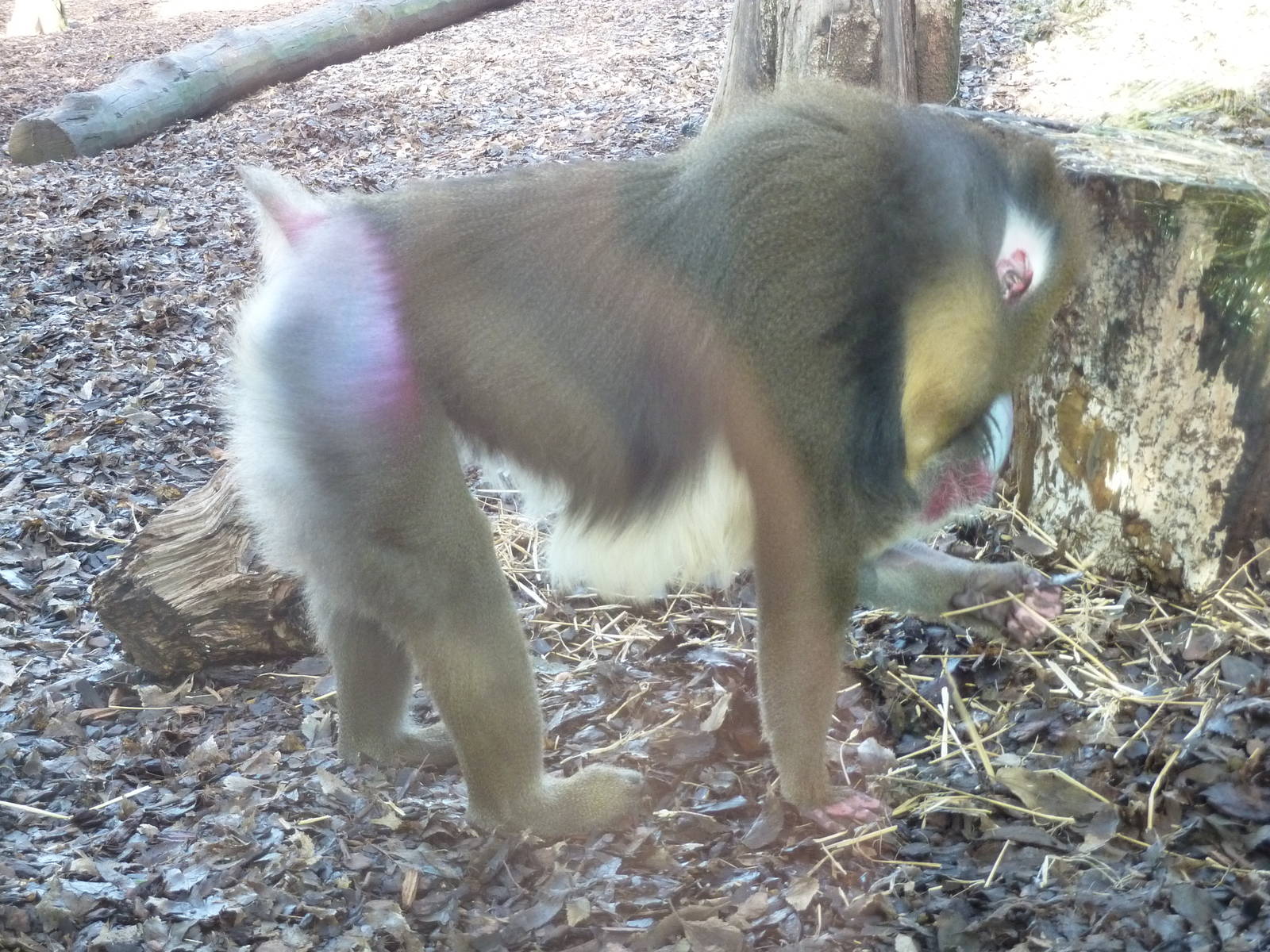 Bioparco Roma - Mandrill
