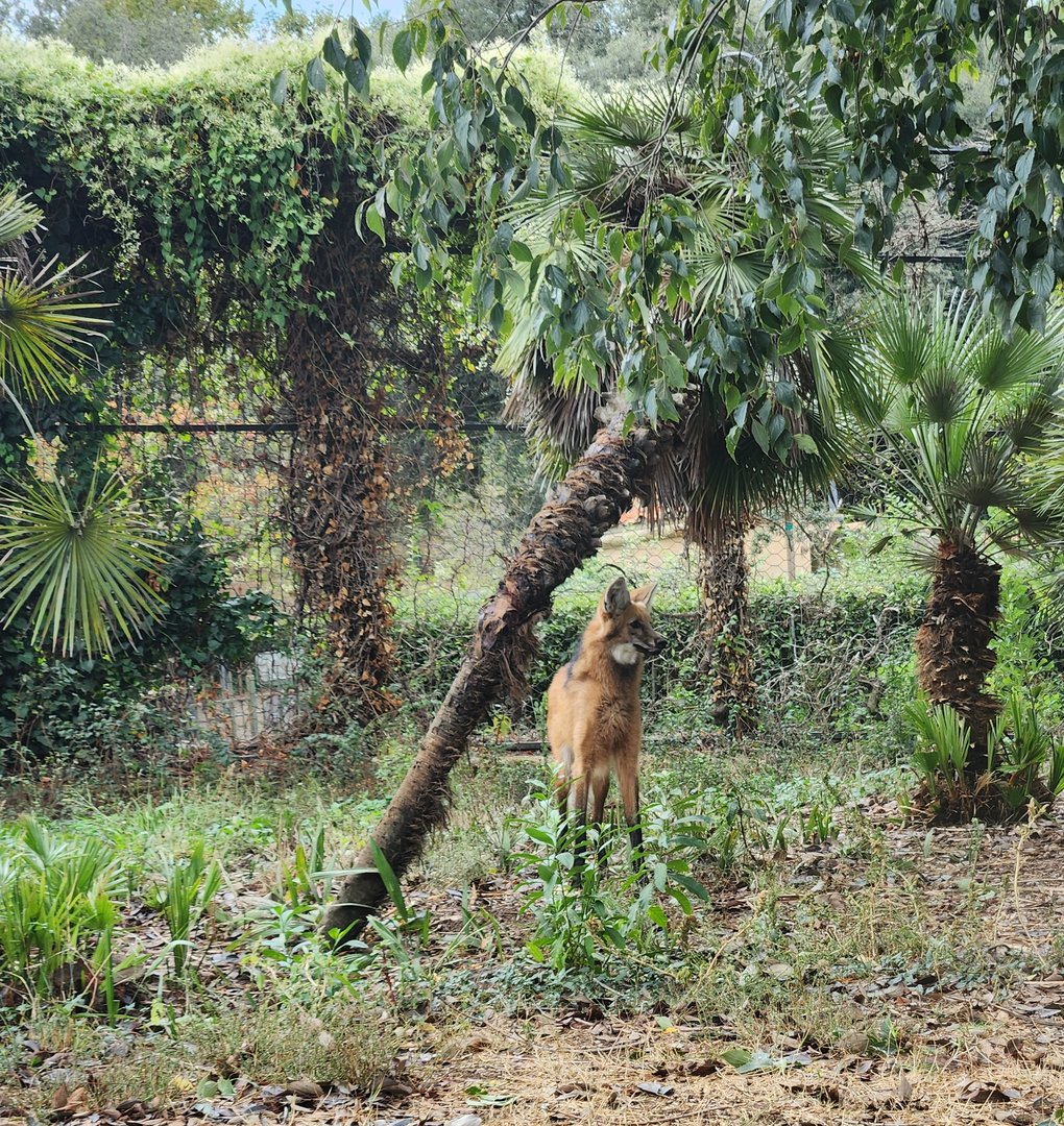 Bioparco Roma - Maned Wolf