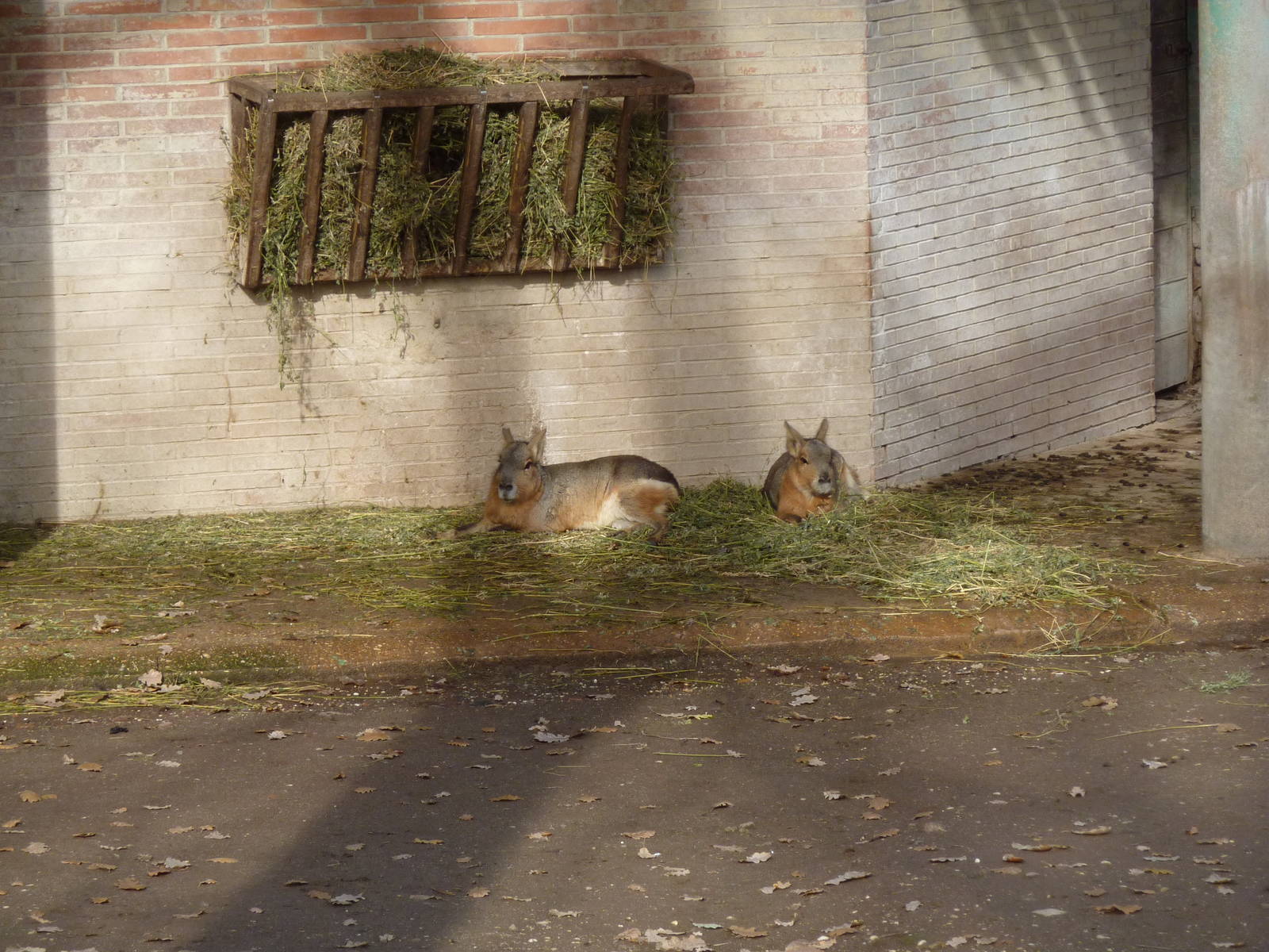 Bioparco Roma - Mara