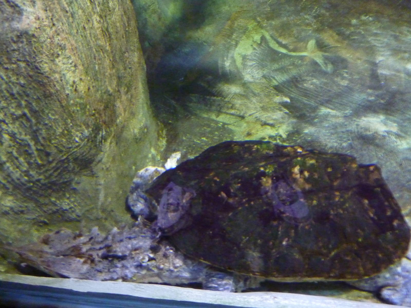 Bioparco Roma - Mata mata