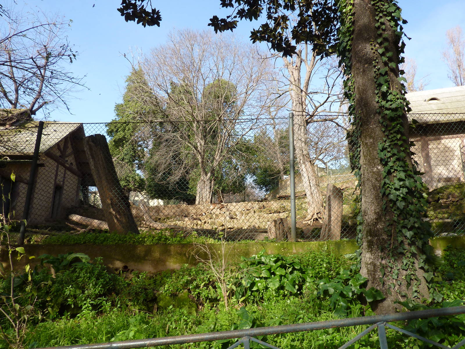 Bioparco Roma - Mouflon enclosure