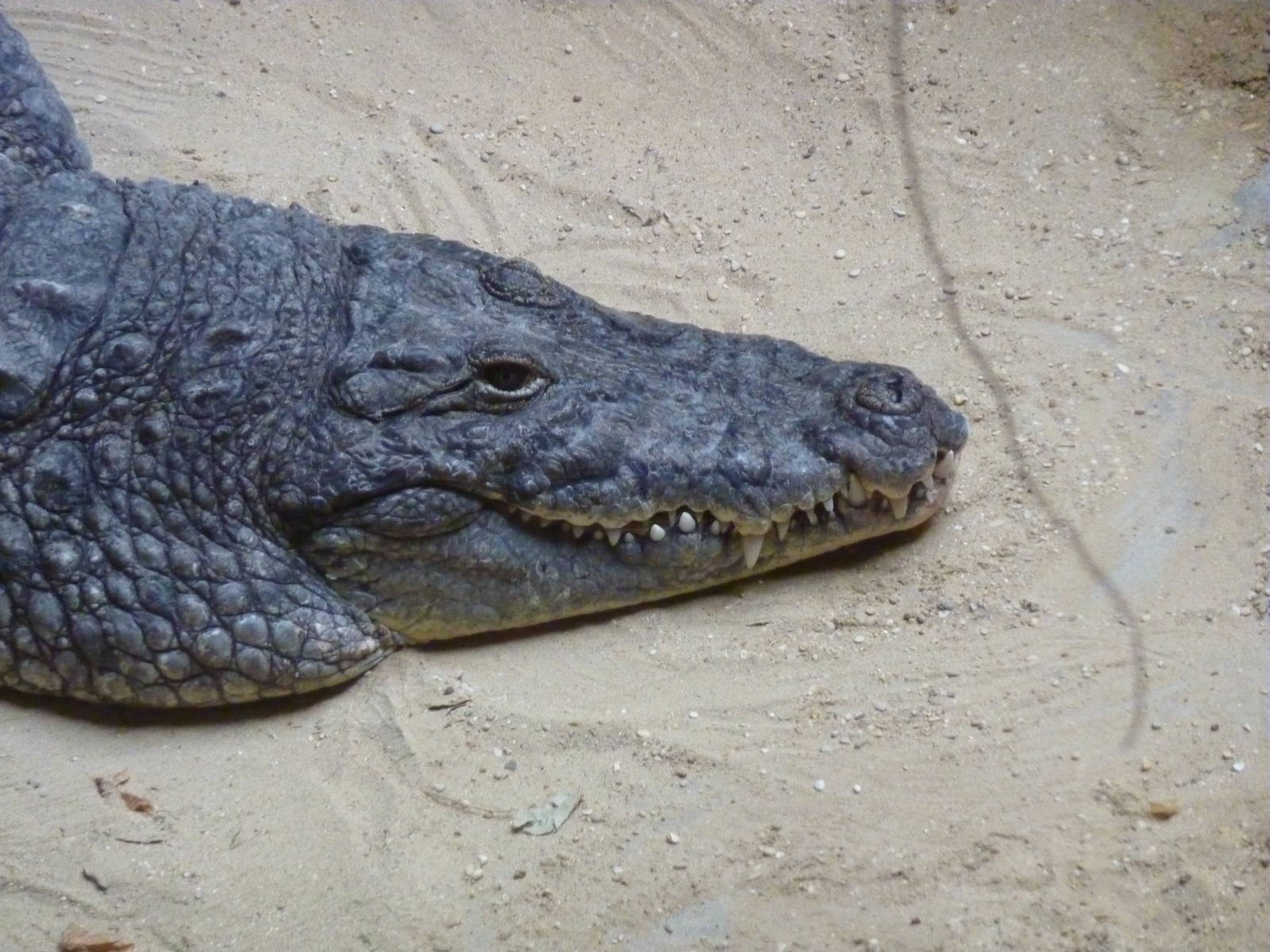 Bioparco Roma - Nile crocodile