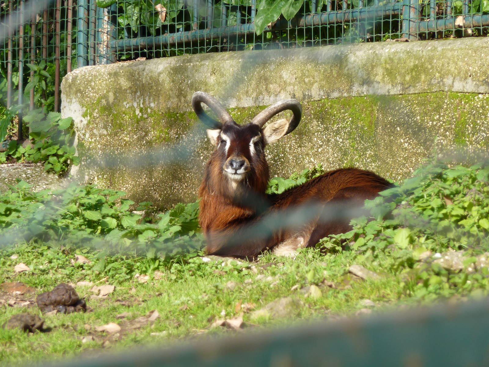 Bioparco Roma - Nile lechwe
