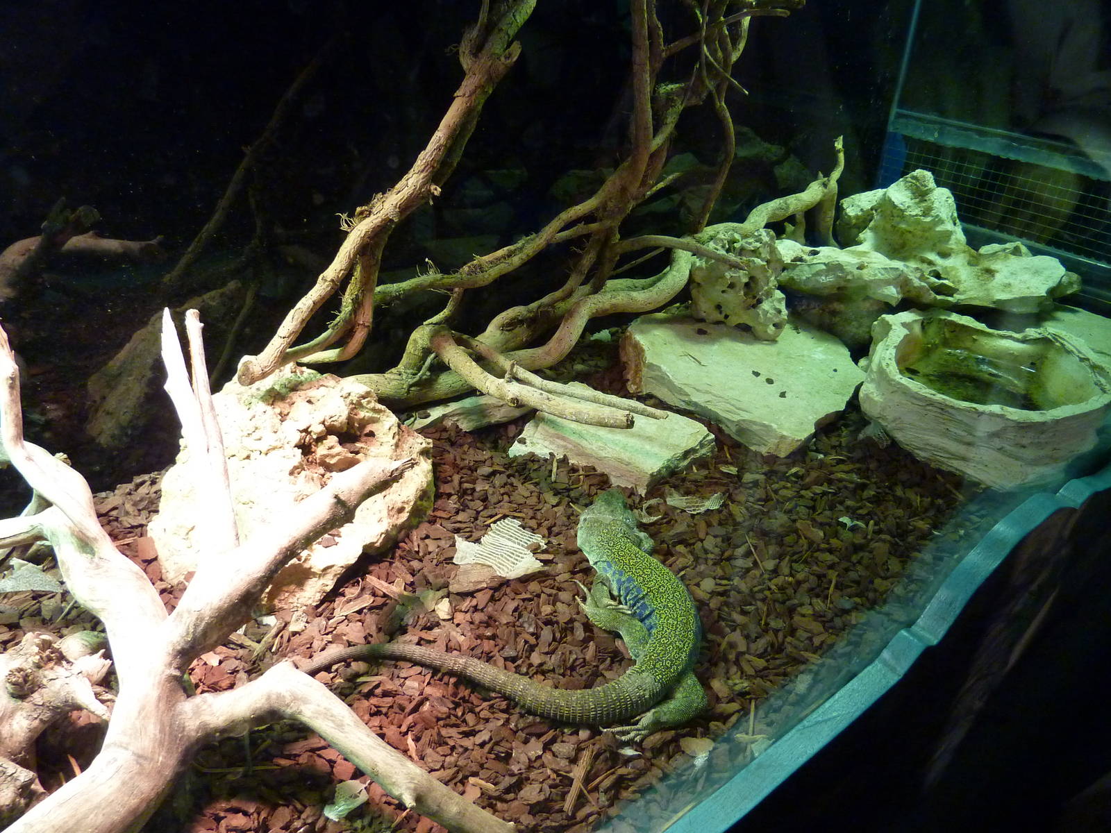 Bioparco Roma - Ocellated lizard in Biodiversitalia