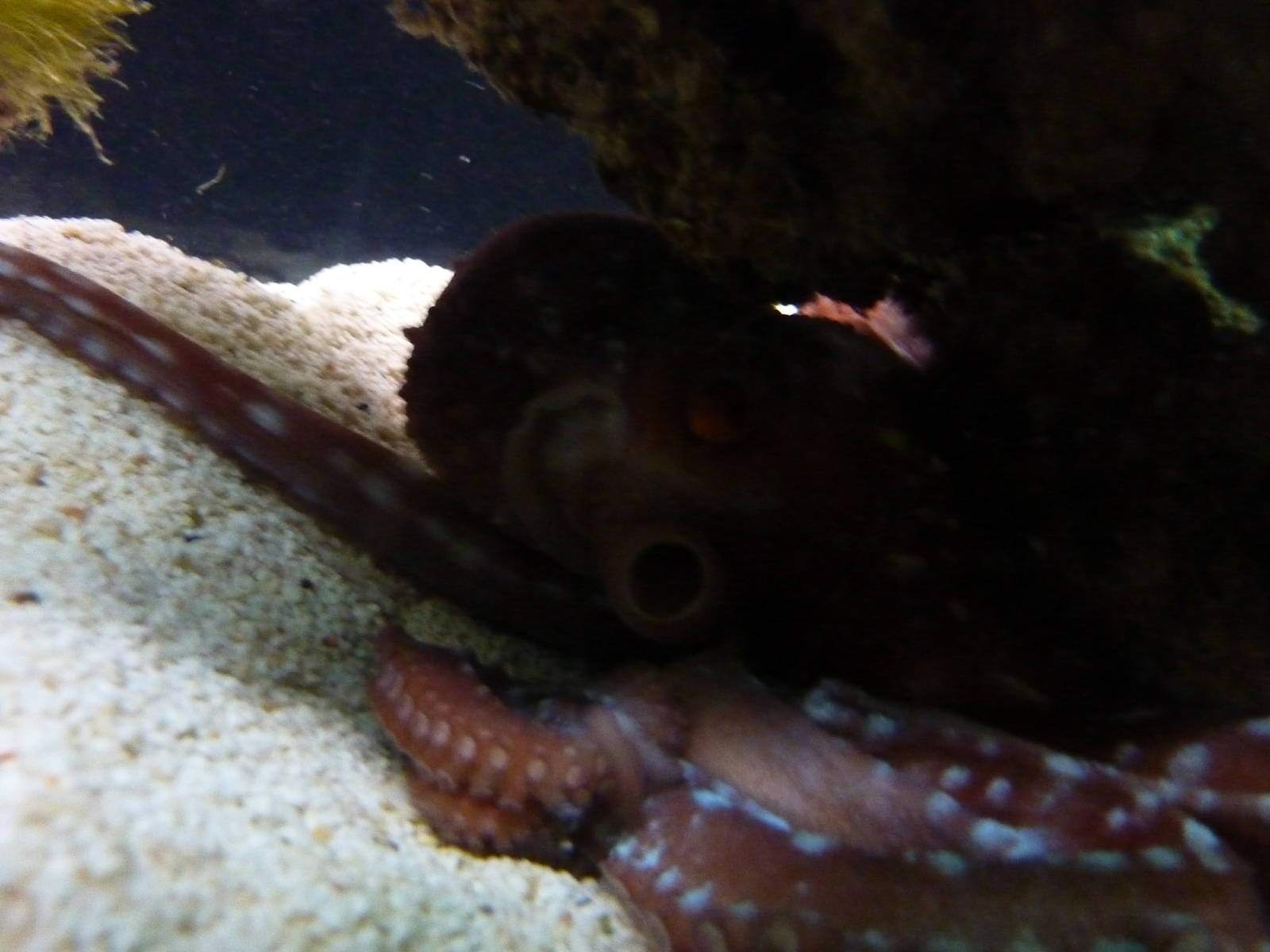 Bioparco Roma - Octopus in Biodiversitalia