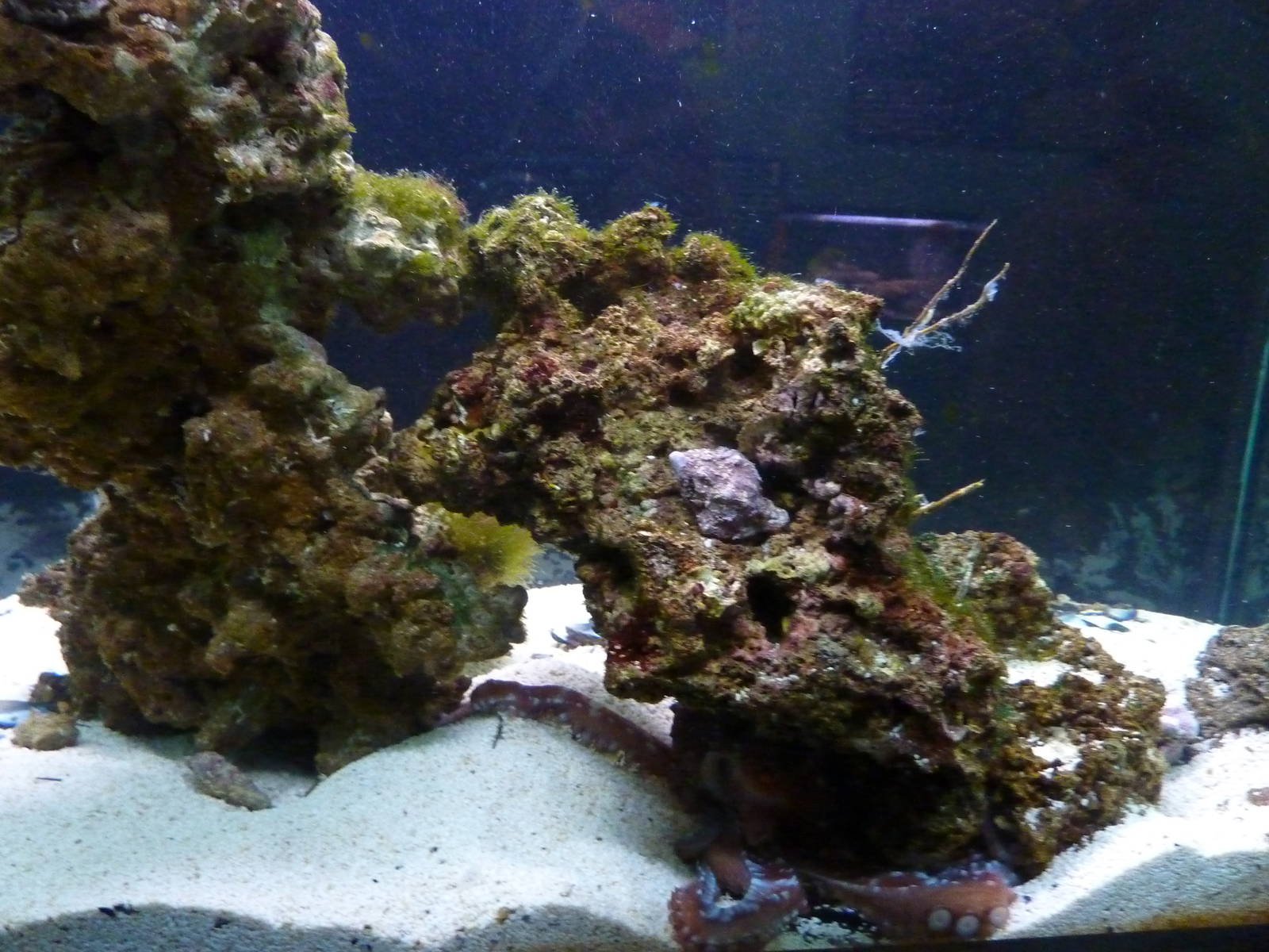 Bioparco Roma - Octopus in Biodiversitalia