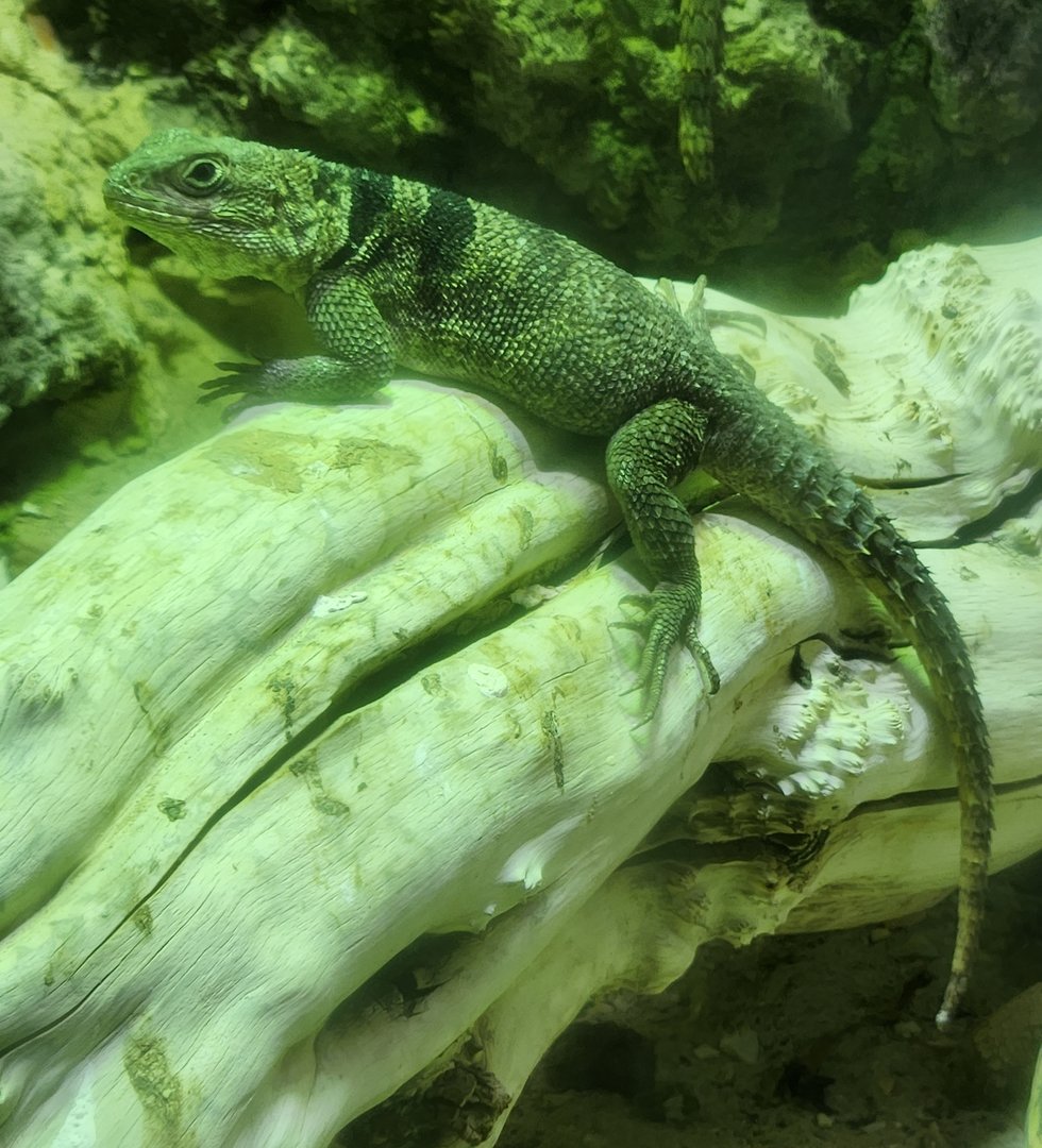 Bioparco Roma - Oplurus cuvieri