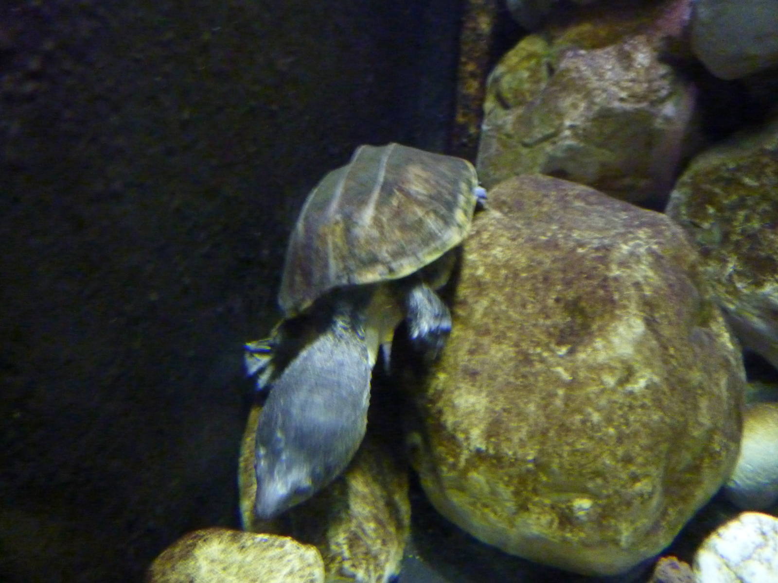 Bioparco Roma - Pacific coast giant musk turtle