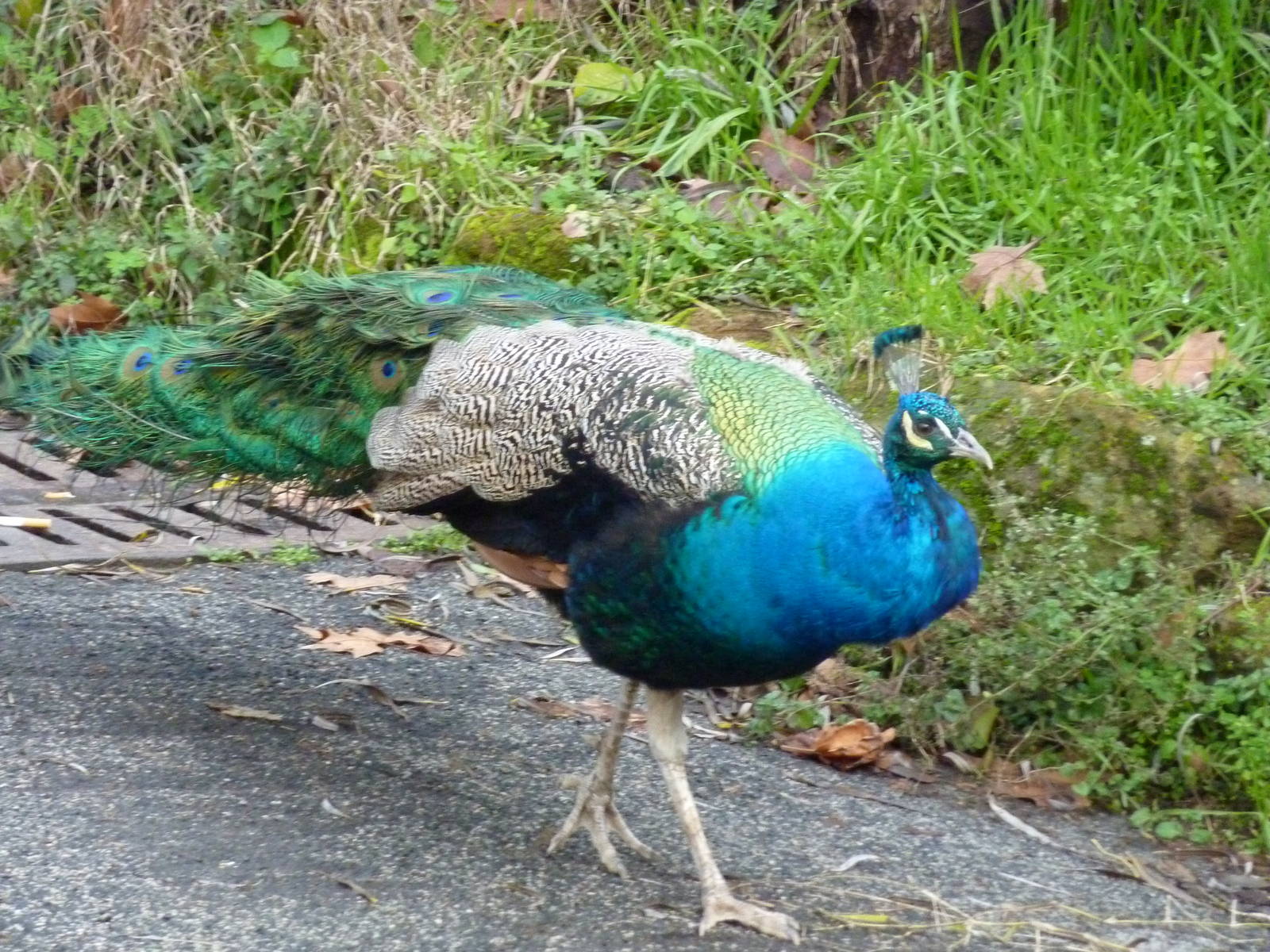 Bioparco Roma - Peacock