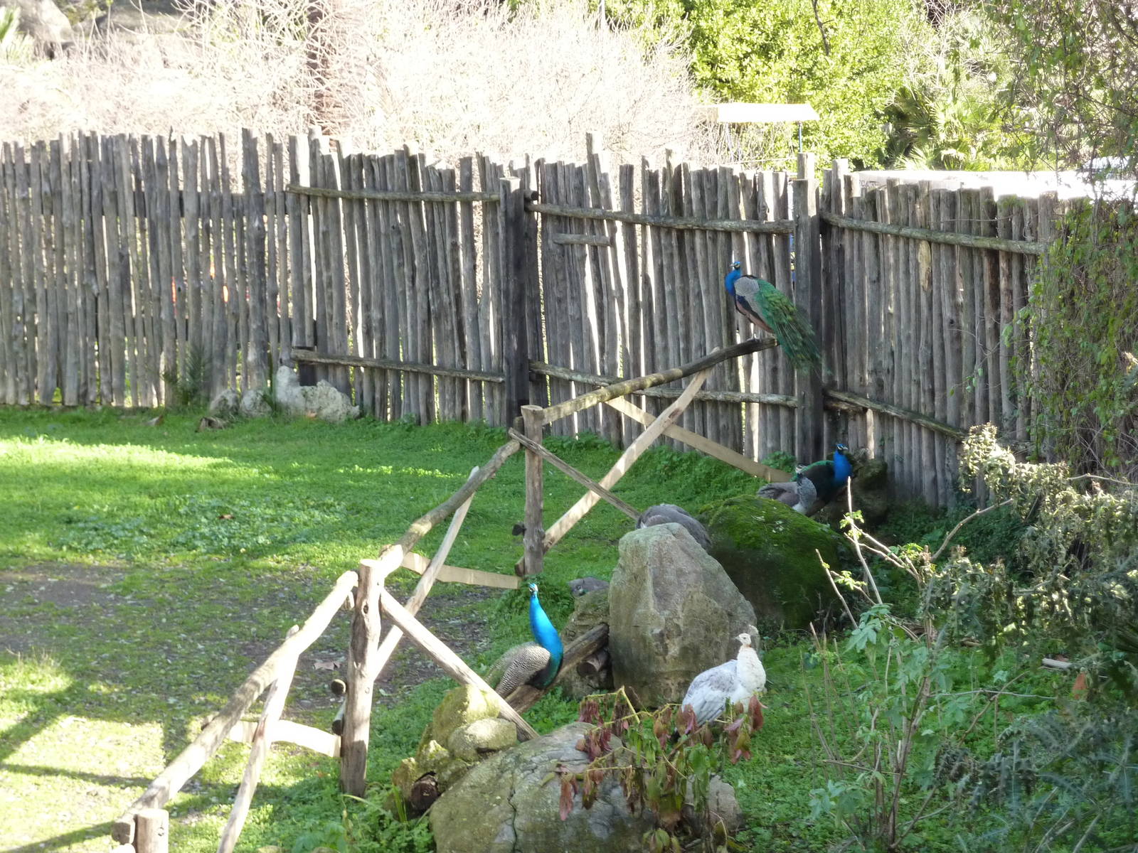 Bioparco Roma - Peafowl