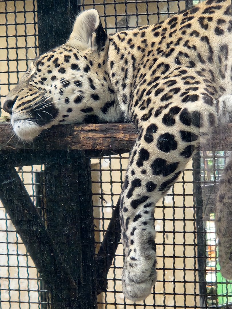 Bioparco Roma - Persian Leopard