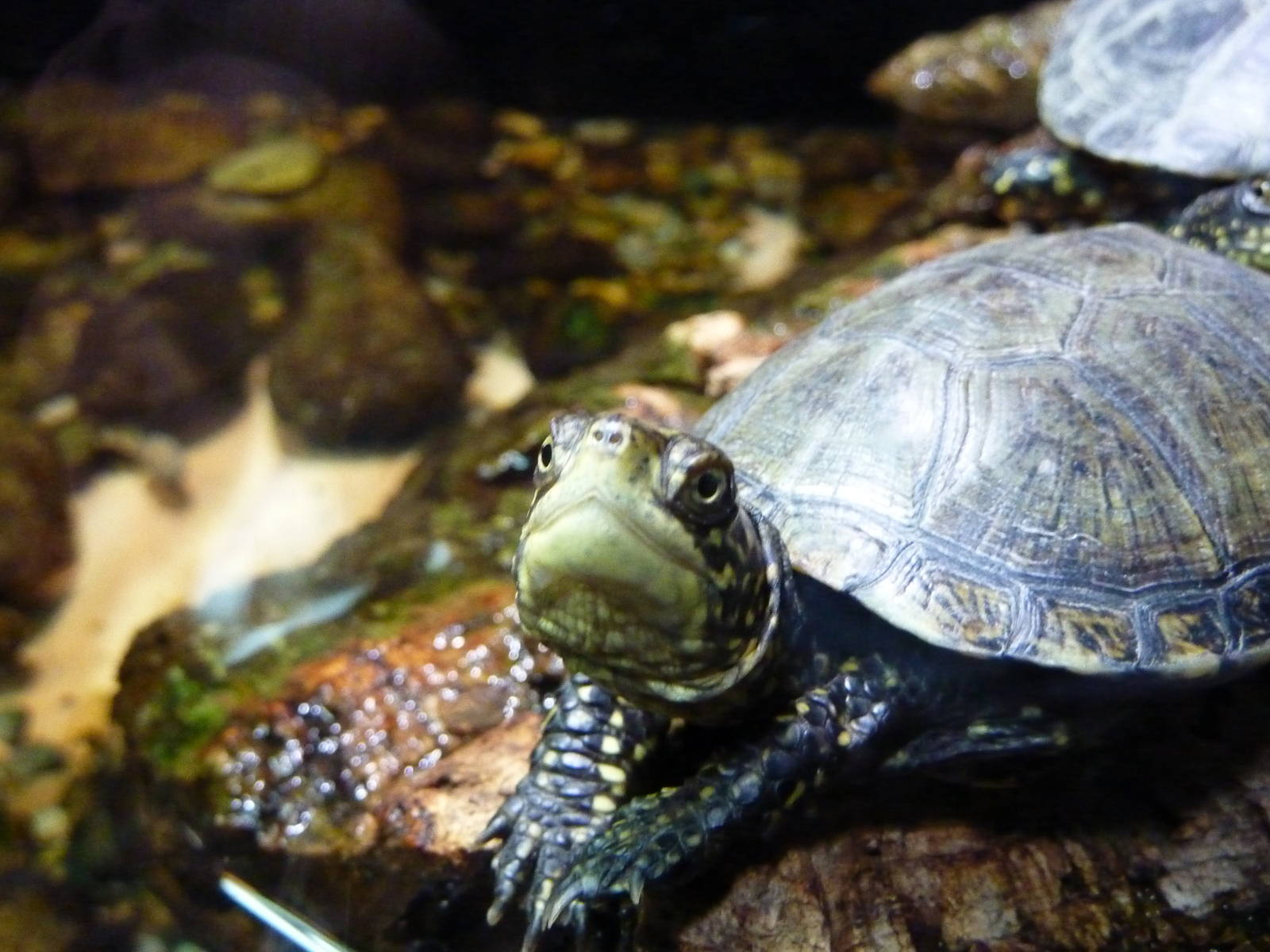 Bioparco Roma - Pond turtle in Biodiversitalia
