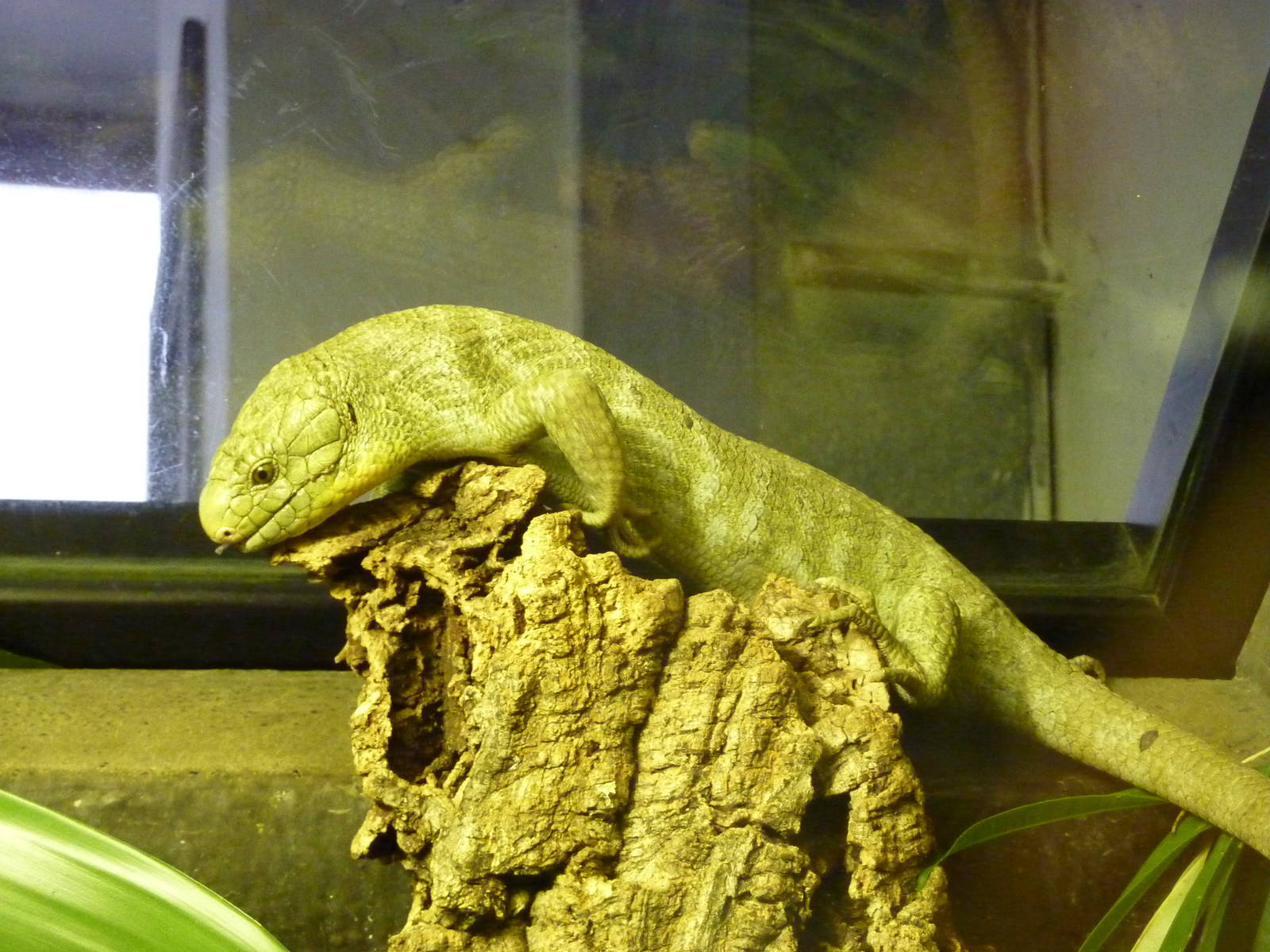 Bioparco Roma - Prehensile-tailed skink