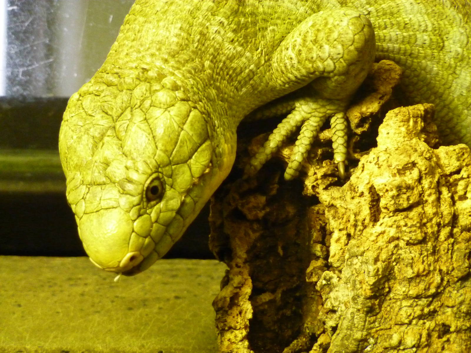 Bioparco Roma - Prehensile-tailed skink