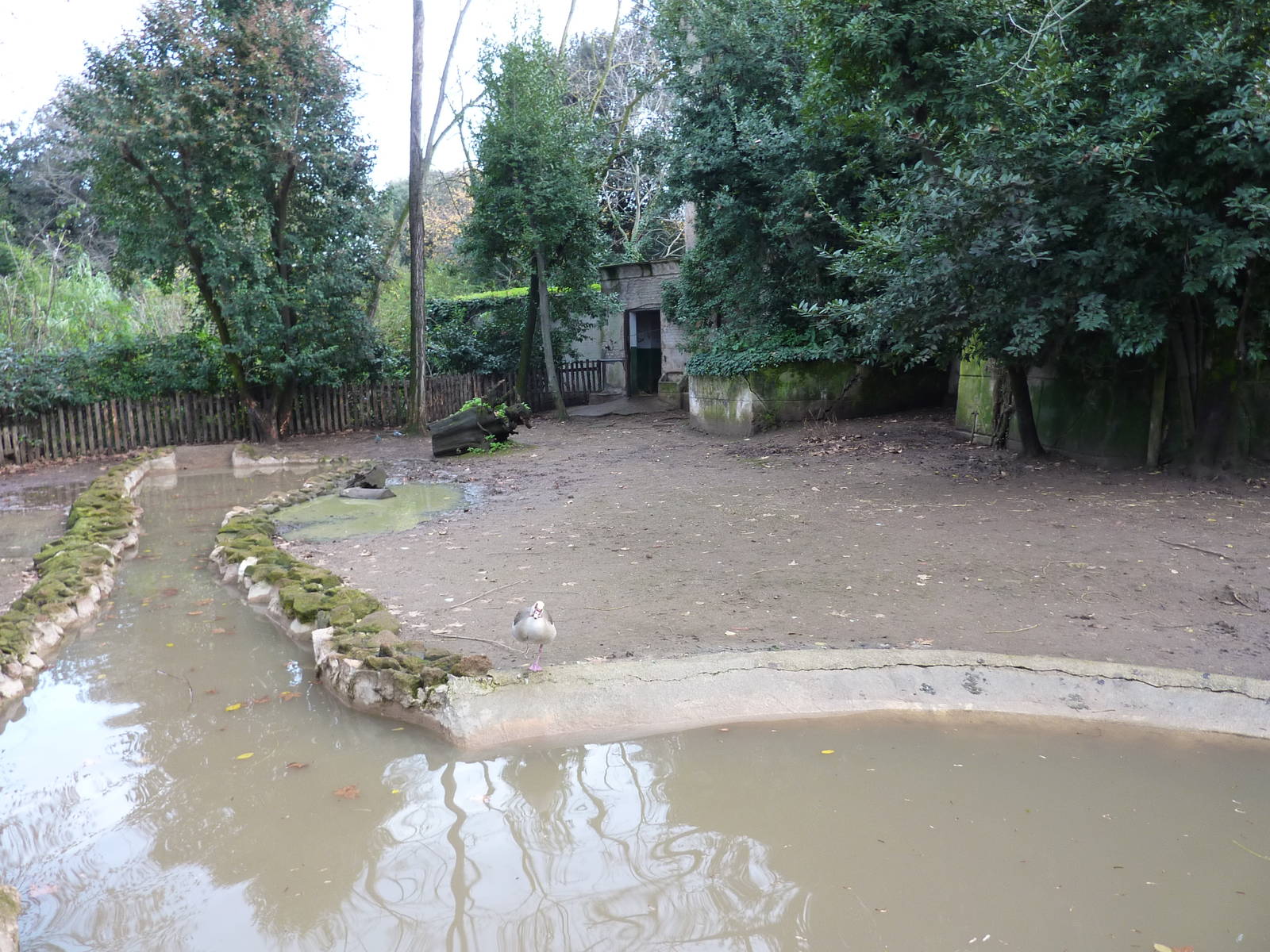Bioparco Roma - Pygmy hippo enclosure
