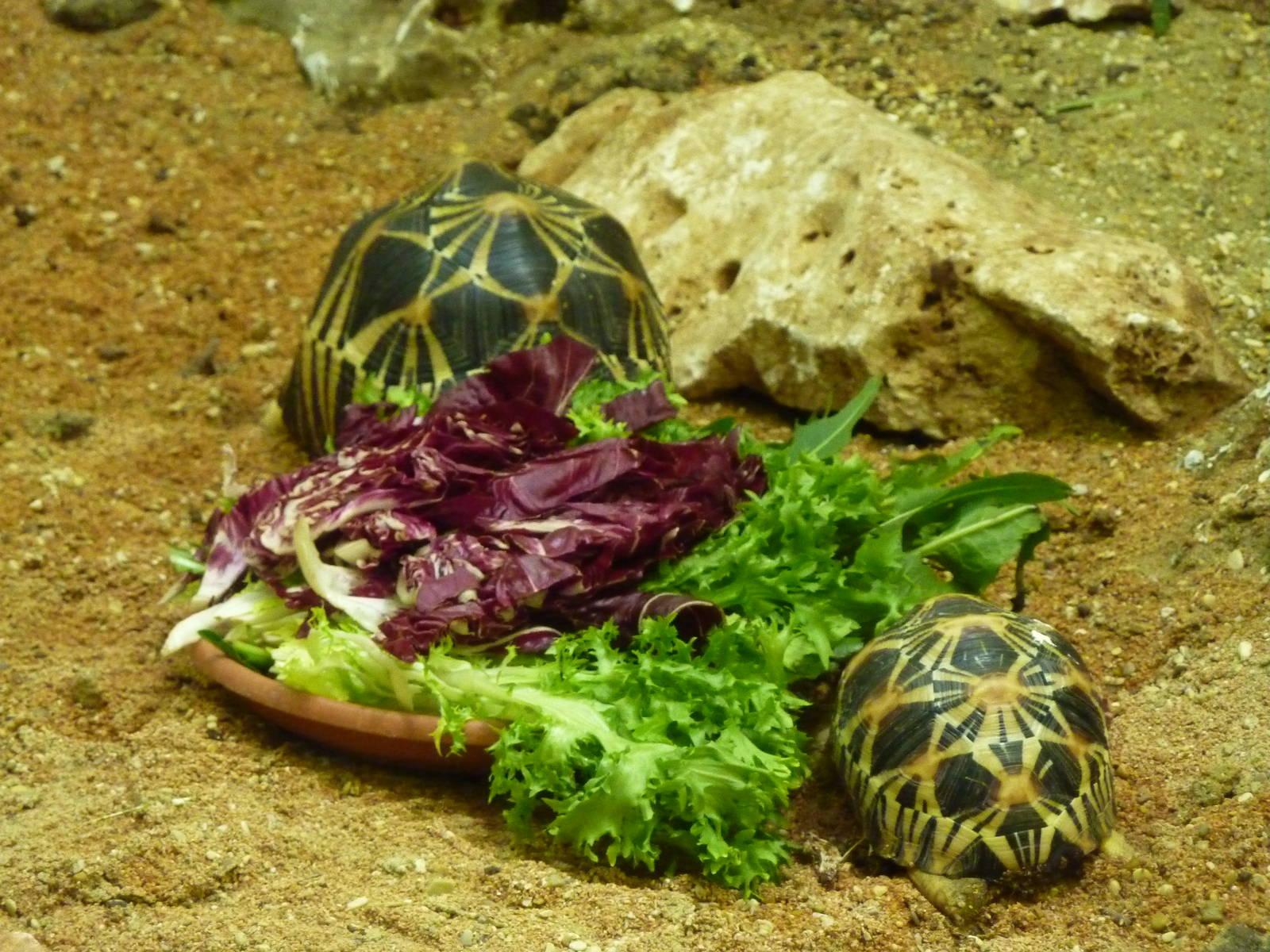 Bioparco Roma - Radiated tortoises
