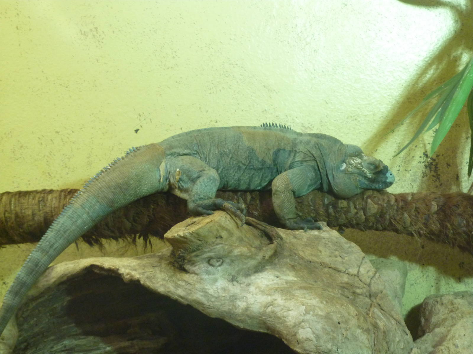 Bioparco Roma - Rhinoceros iguana