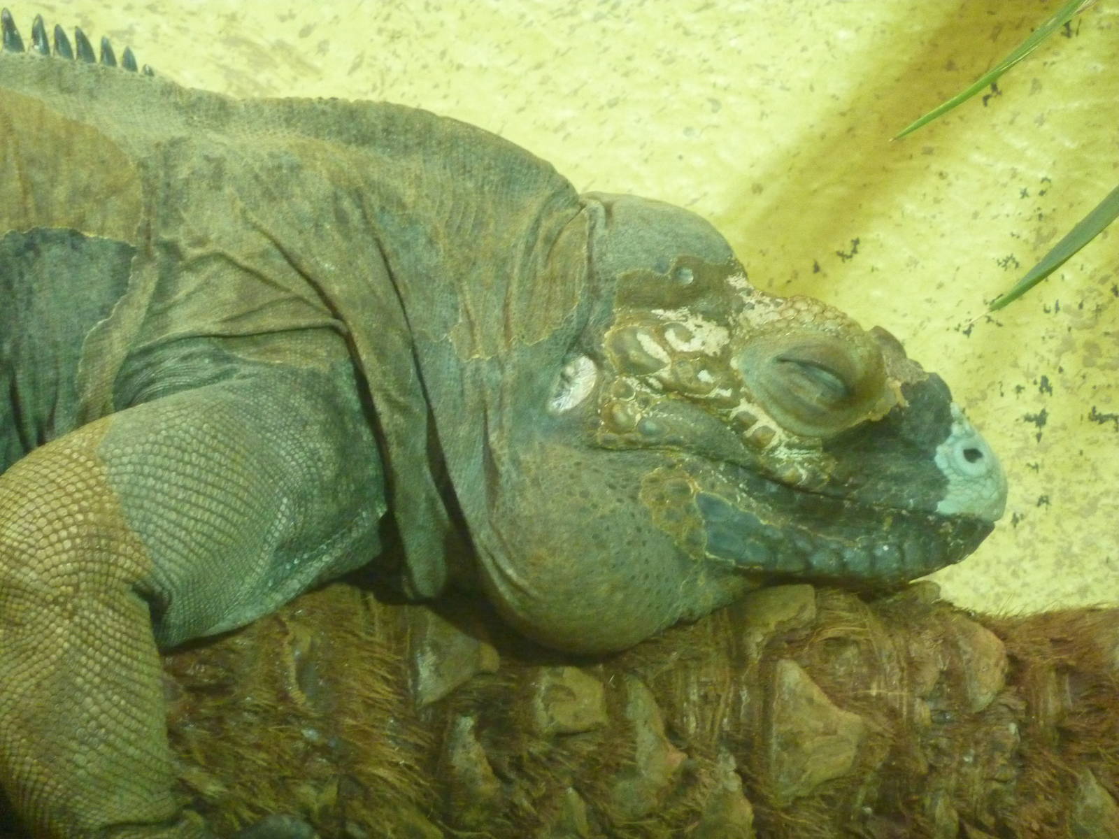 Bioparco Roma - Rhinoceros iguana
