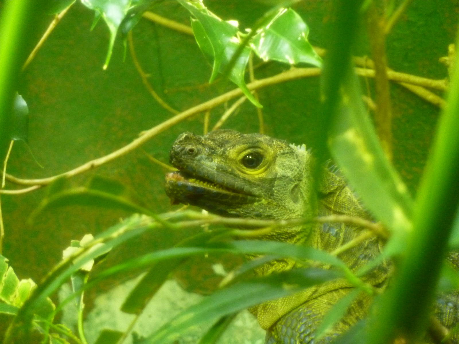 Bioparco Roma - sail-finned lizard