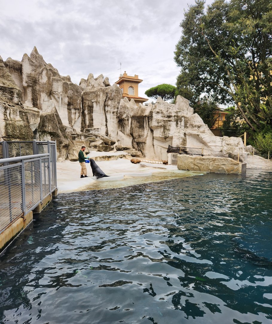 Bioparco Roma - Sea Lion exhibit + feeding time