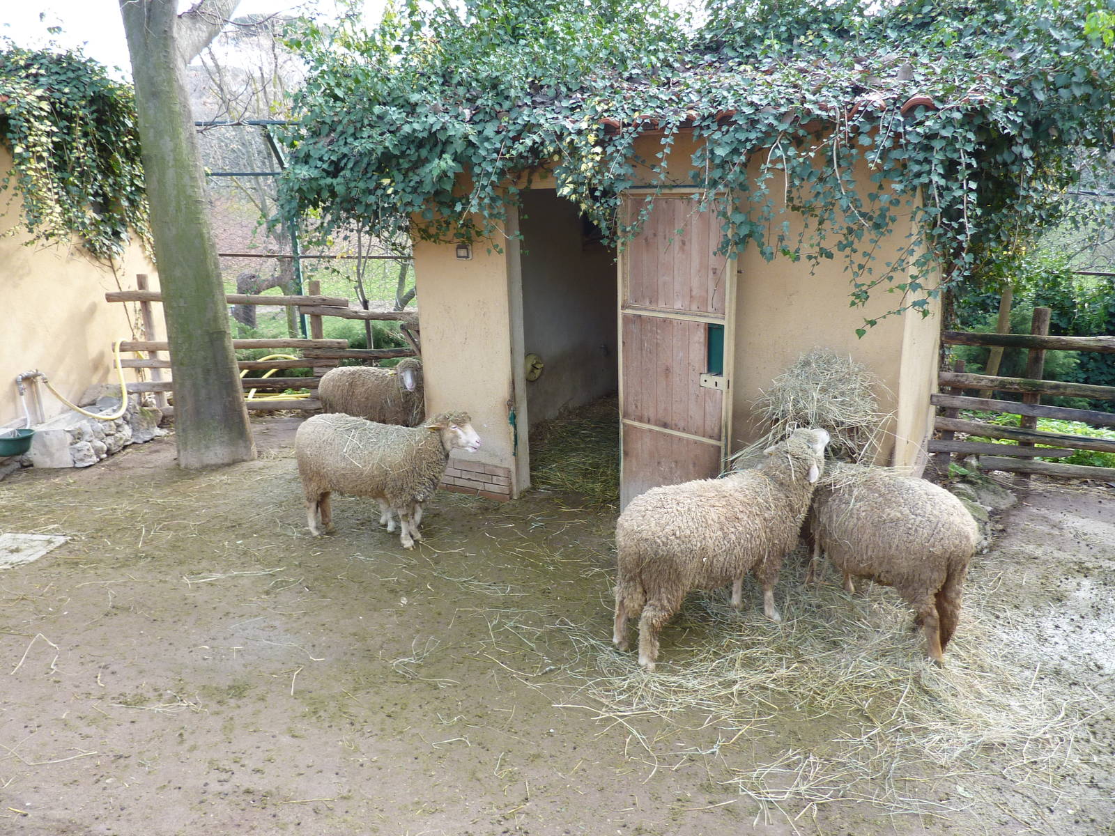 Bioparco Roma - Sheep in Children's zoo