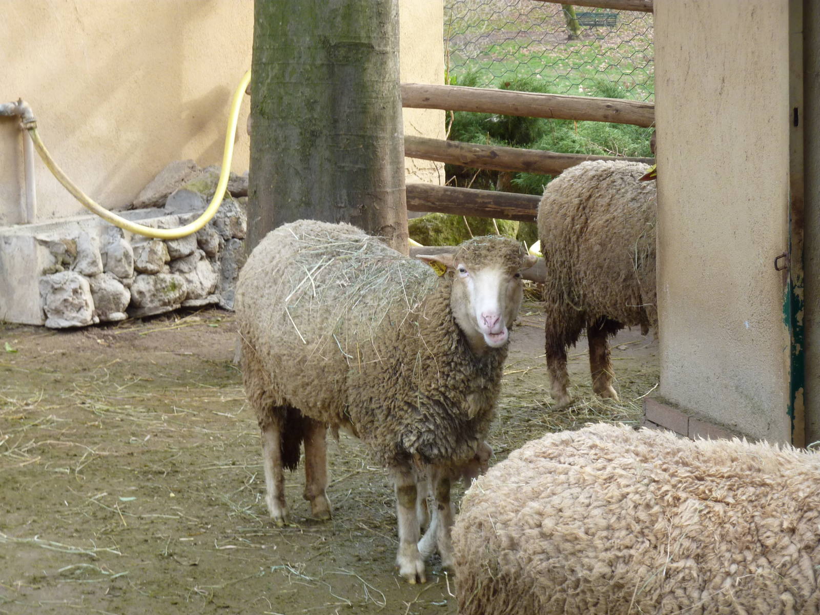 Bioparco Roma - Sheep in Children's zoo