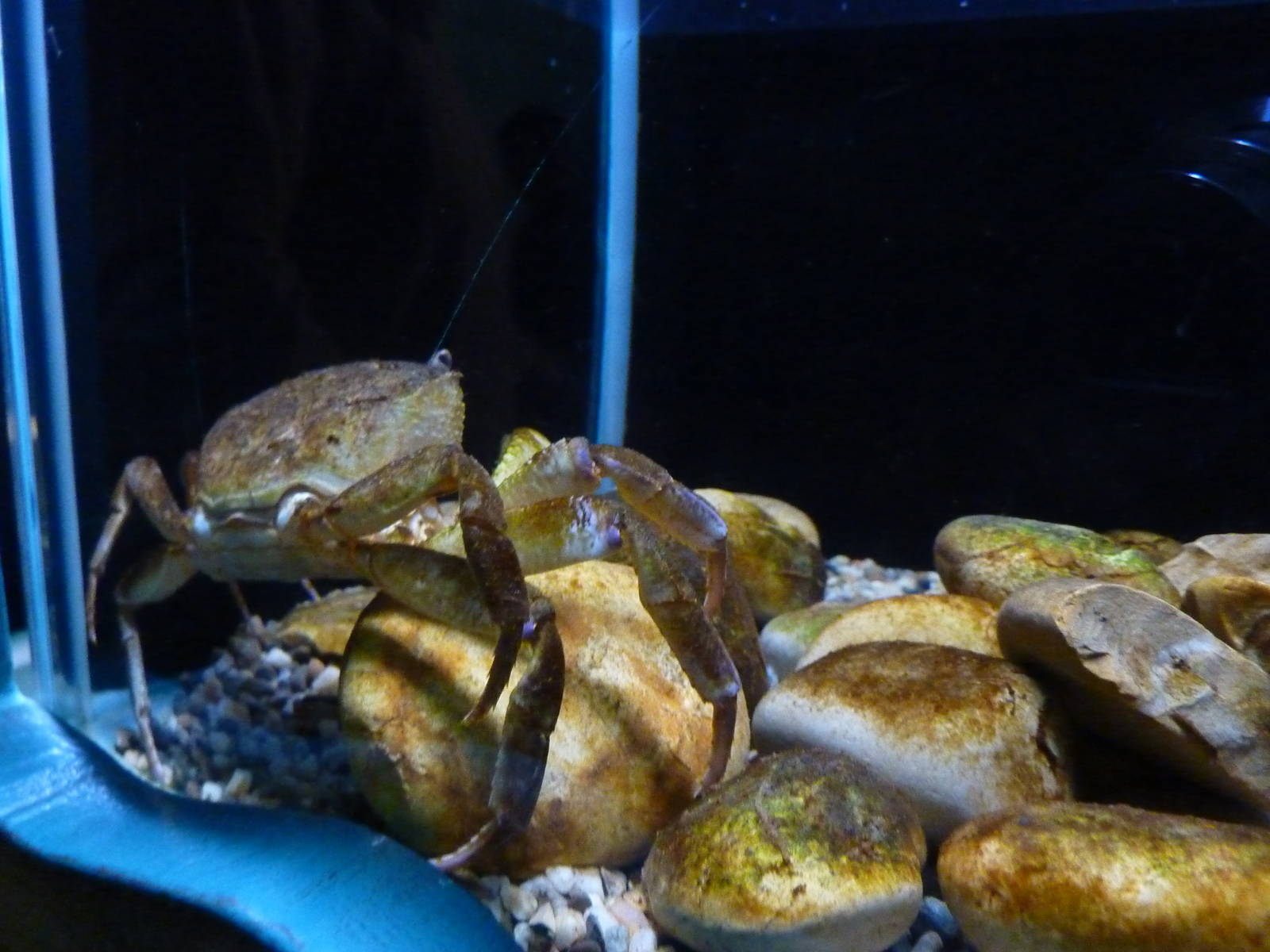 Bioparco Roma - Shore crab in Biodiversitalia