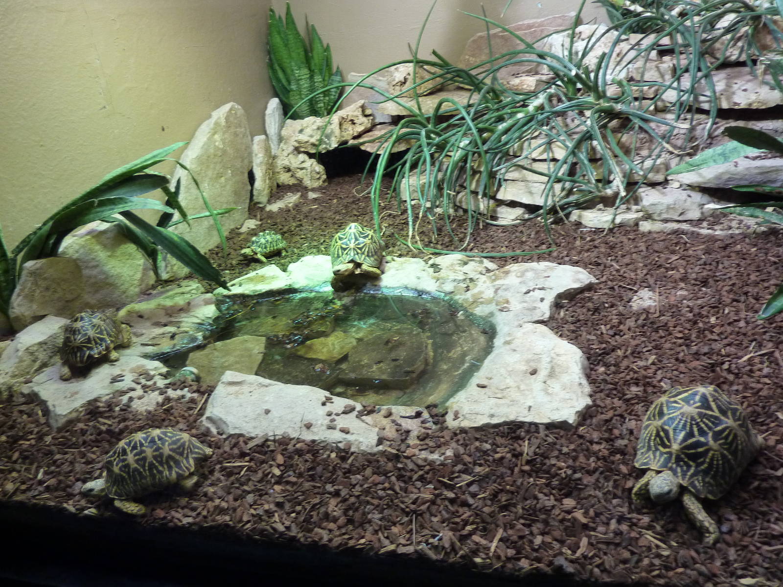 Bioparco Roma - Star tortoises