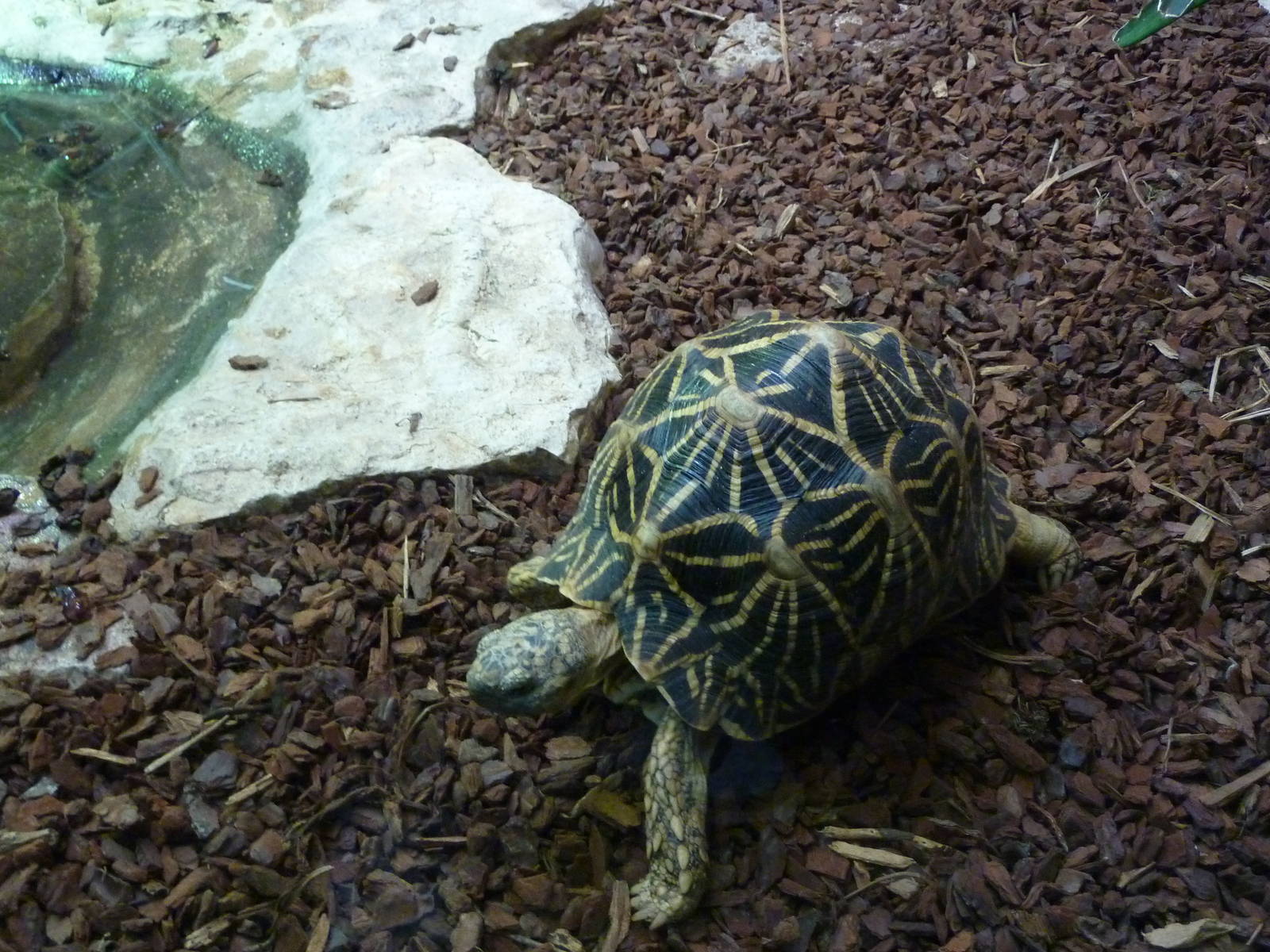 Bioparco Roma - Star tortoises