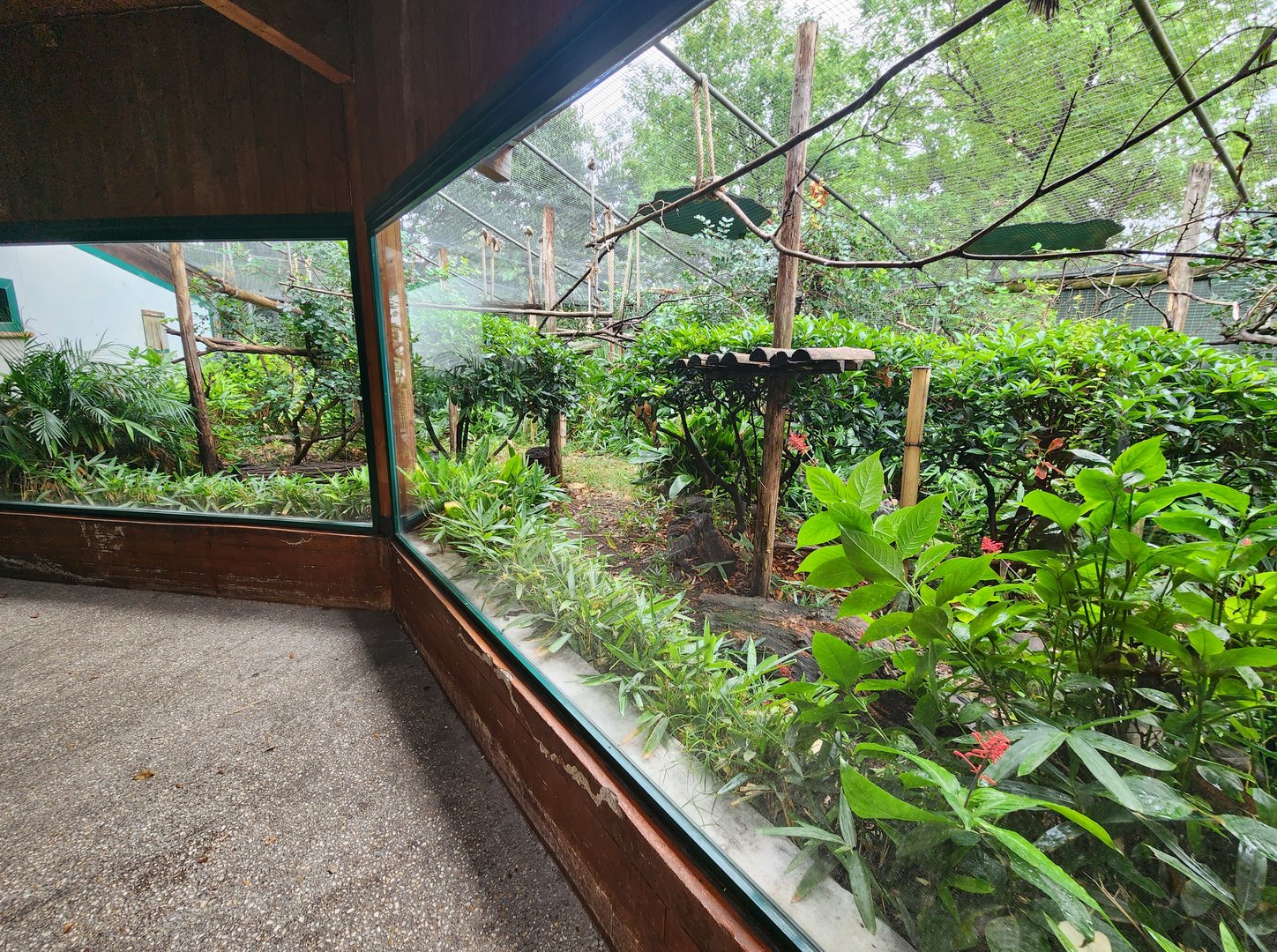 Bioparco Roma - Tamarin + marmoset exhibit area