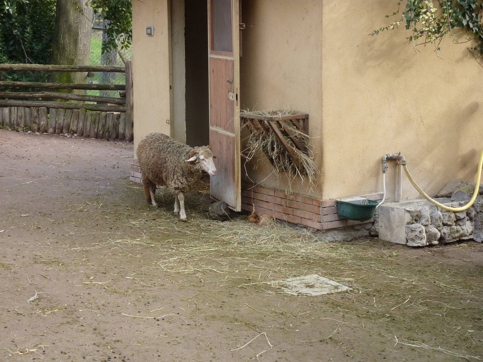 Bioparco Roma - The investigator